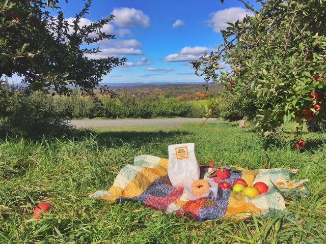 apple picking upstate DO