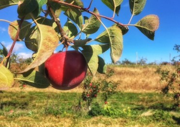 Apple PIcking NEW