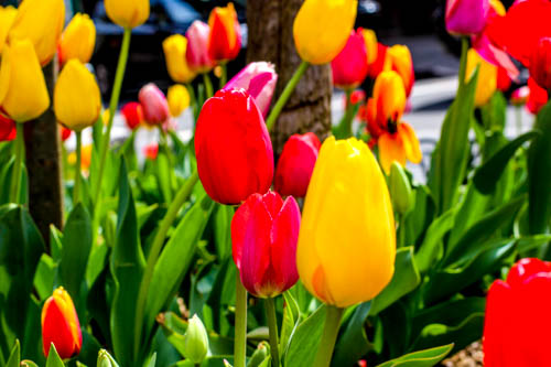 NYC Flowers