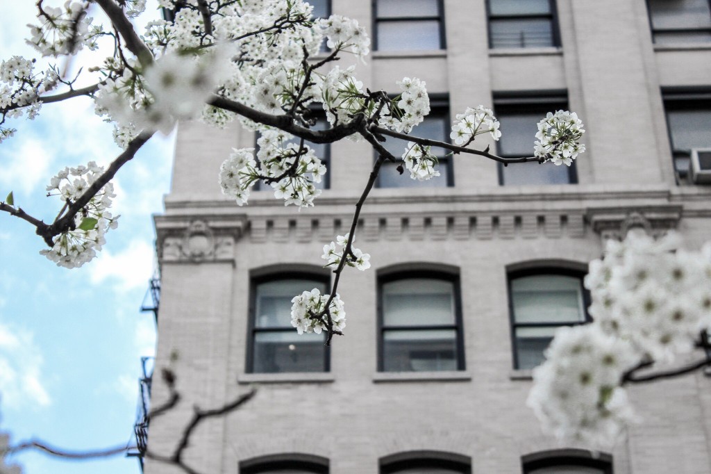 Flowers NYC