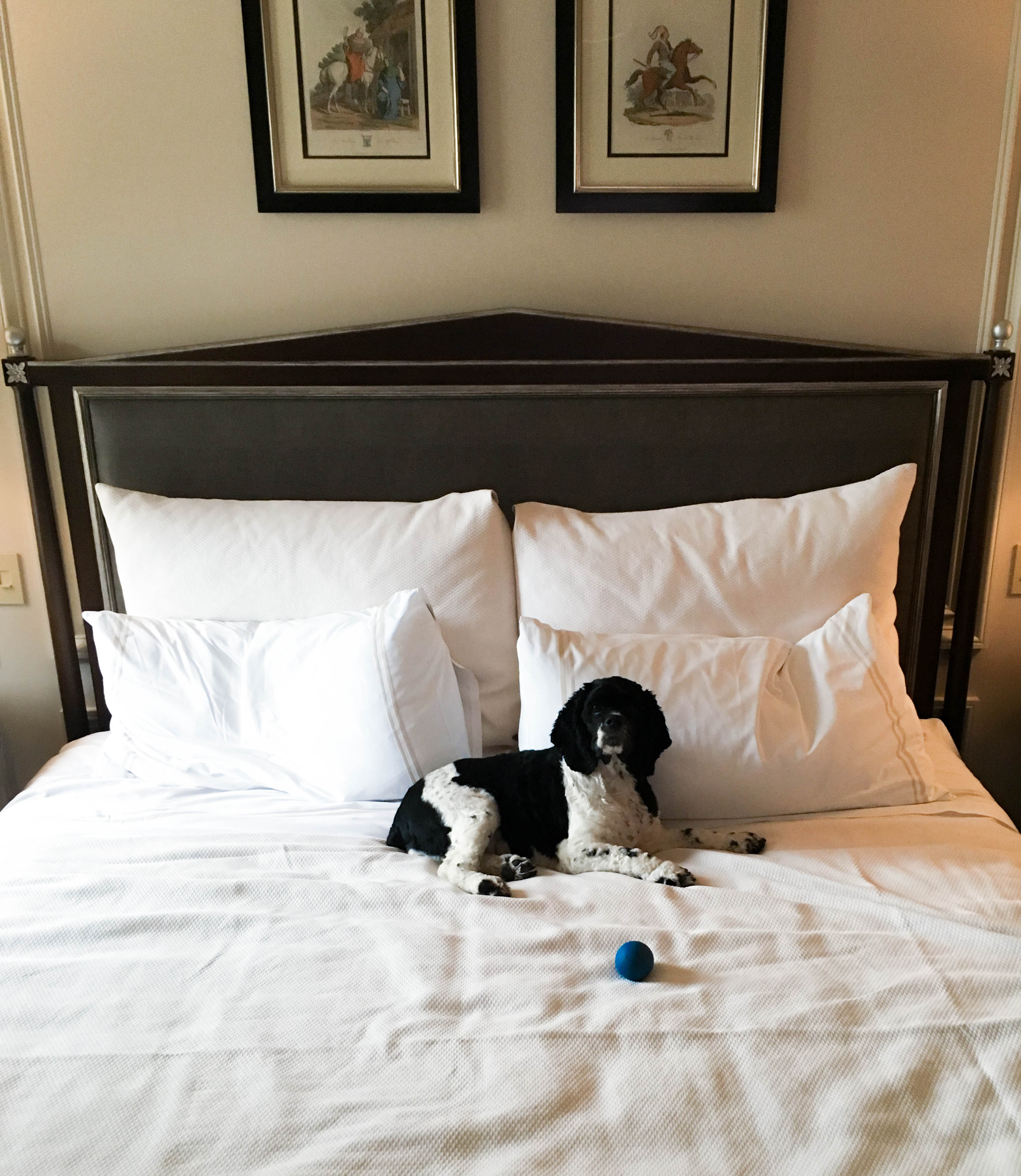 Dog Friendly Jefferson Hotel DC