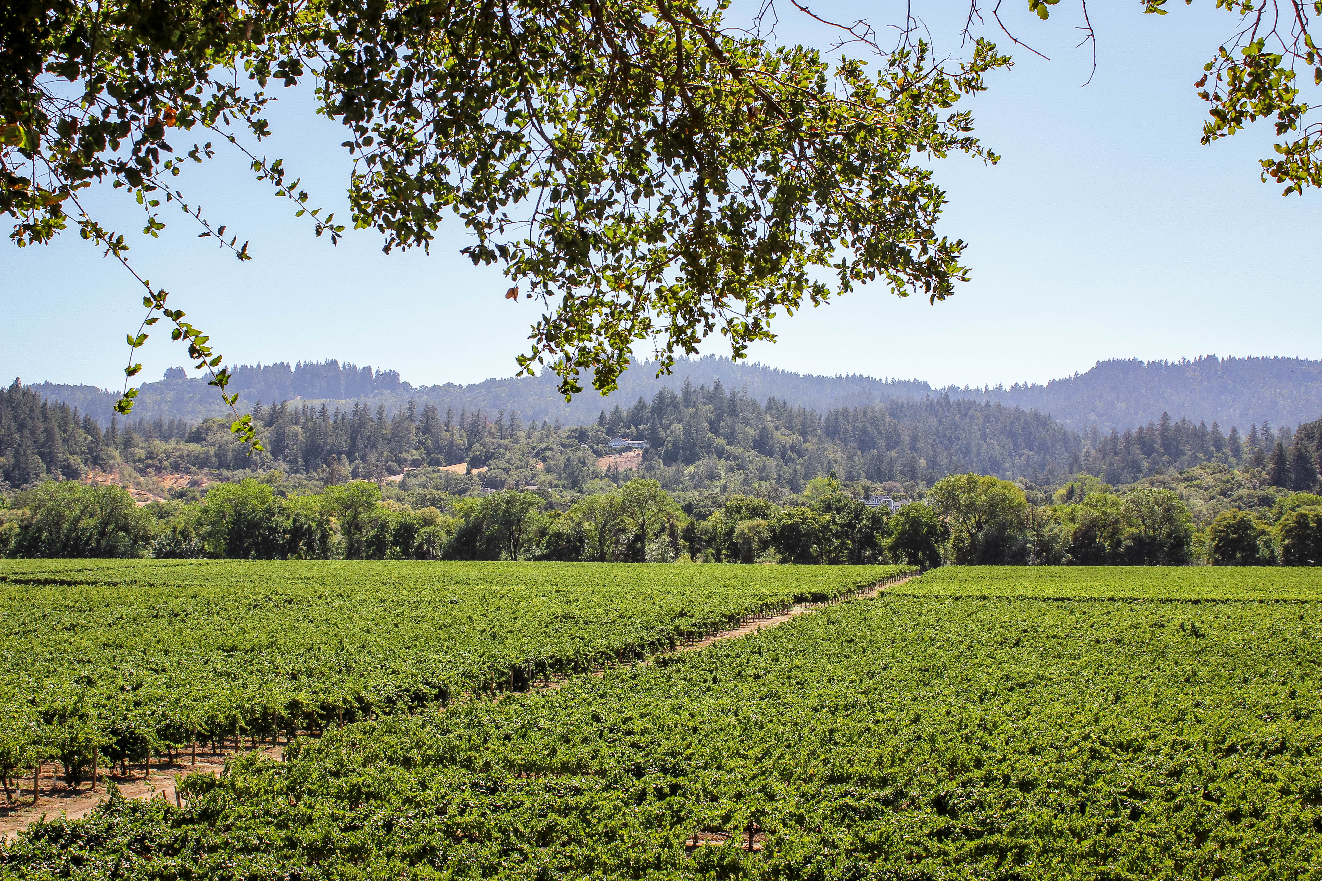 sipping though sonoma wineries vineyards california