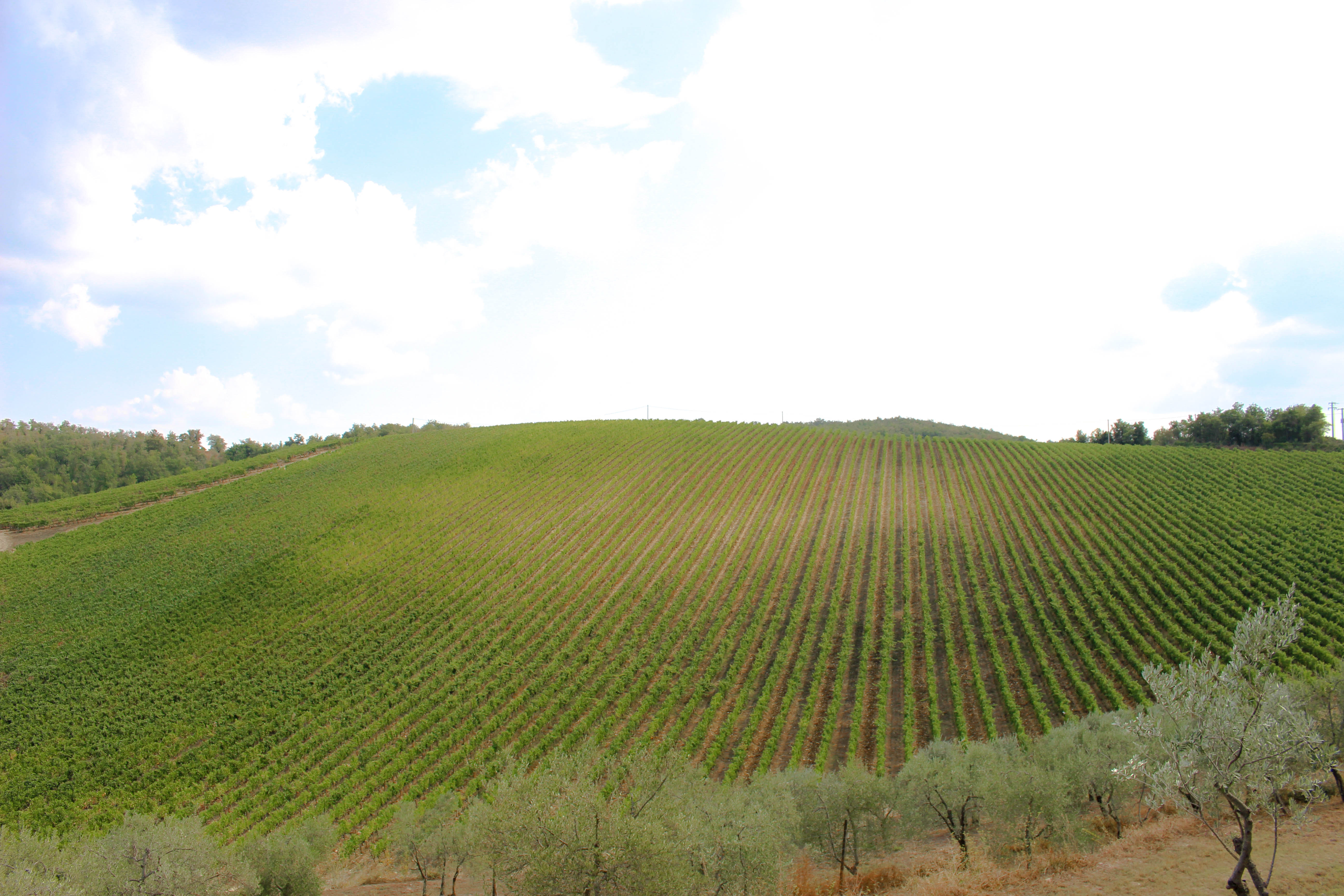 Quercerto Di Castellina TUSCANY ITALY