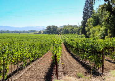 sipping though sonoma wineries vineyards california