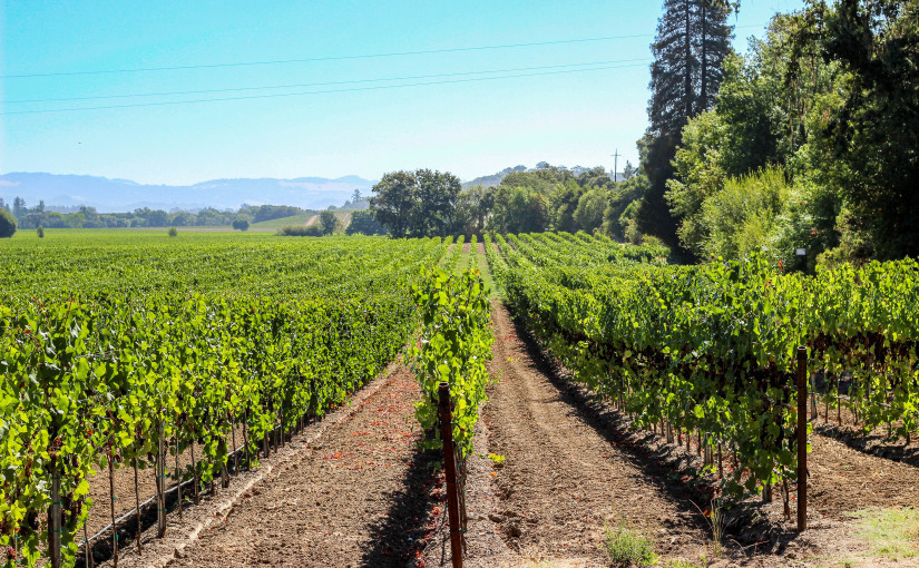 sipping though sonoma wineries vineyards california