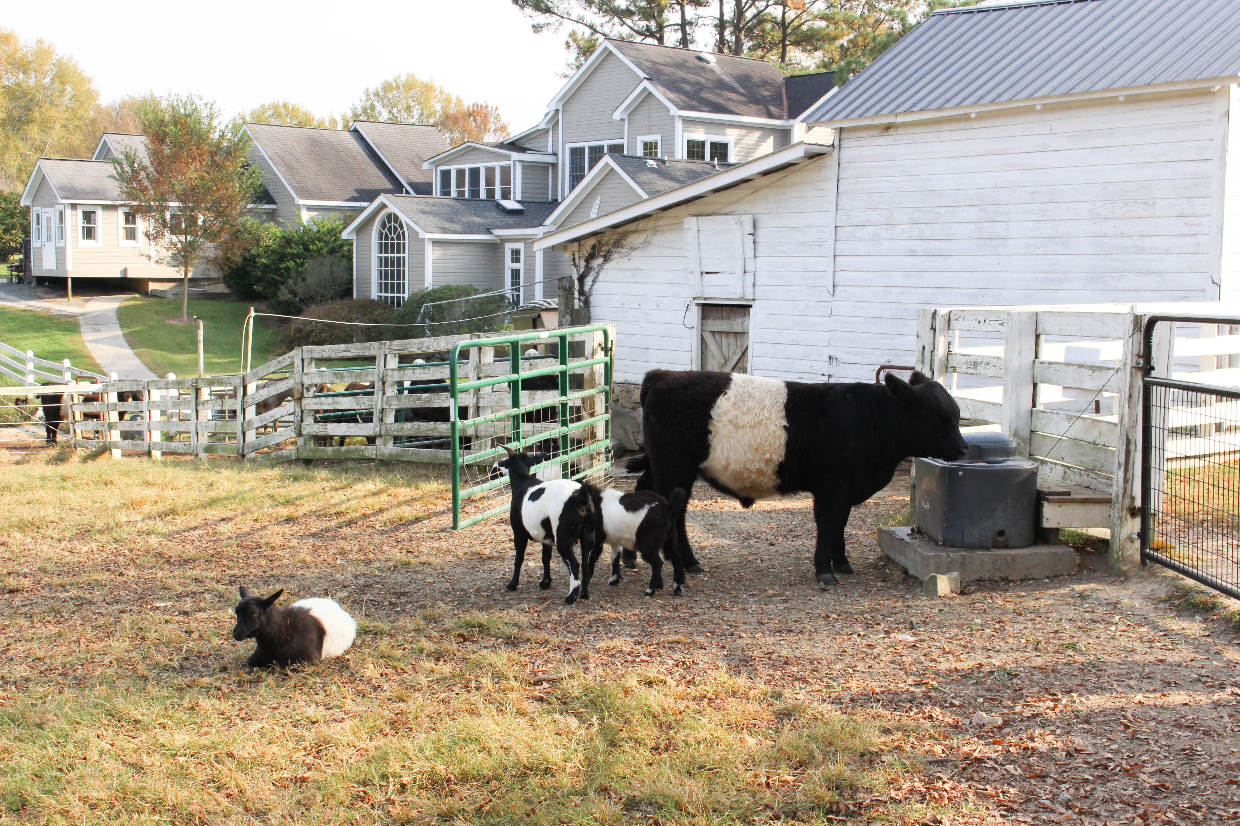 The Animals of Fearrington Village North Carolina - Compass + Twine