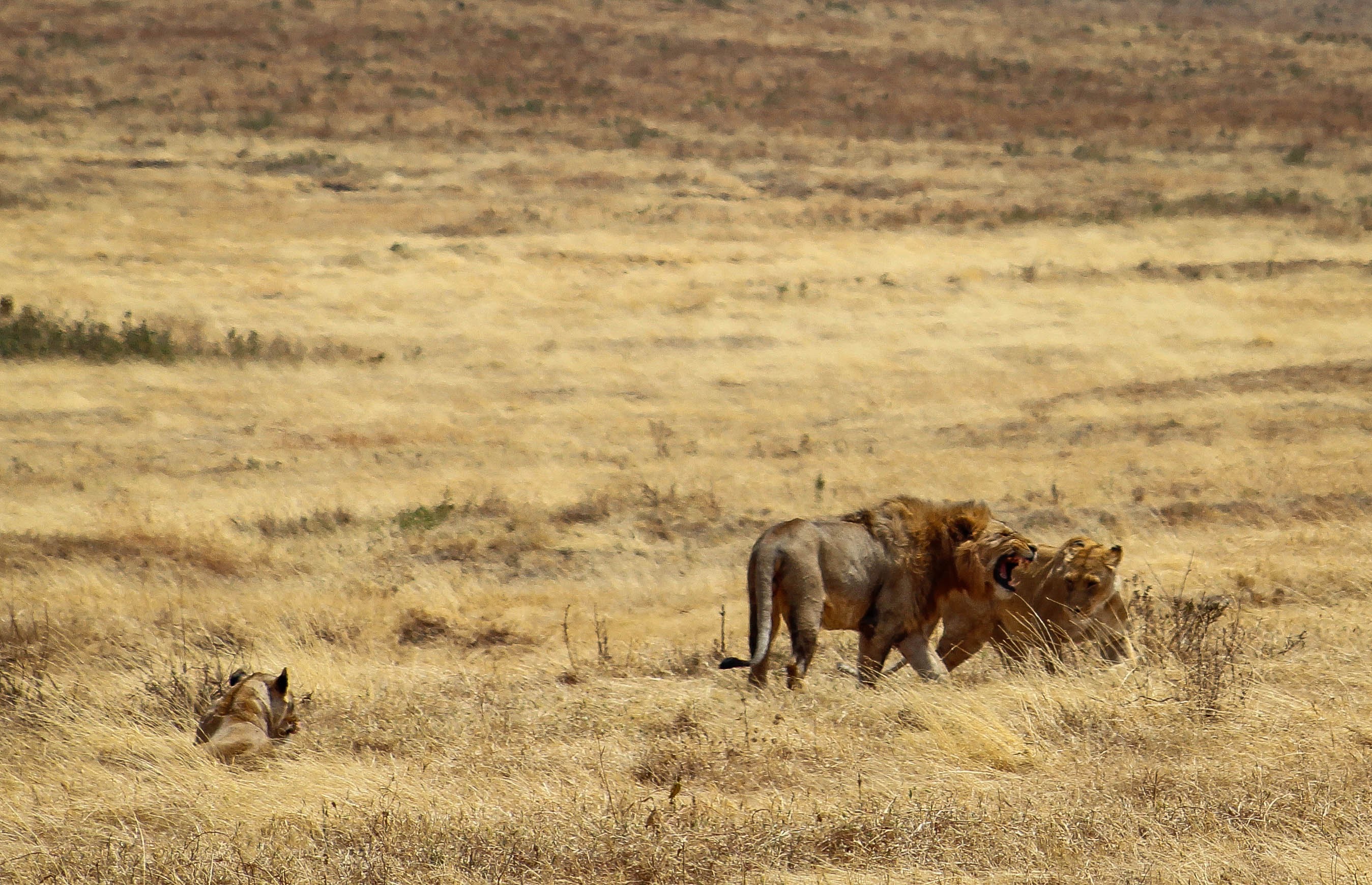 Ngorongoro Crater Tanzania Lemala tented camp