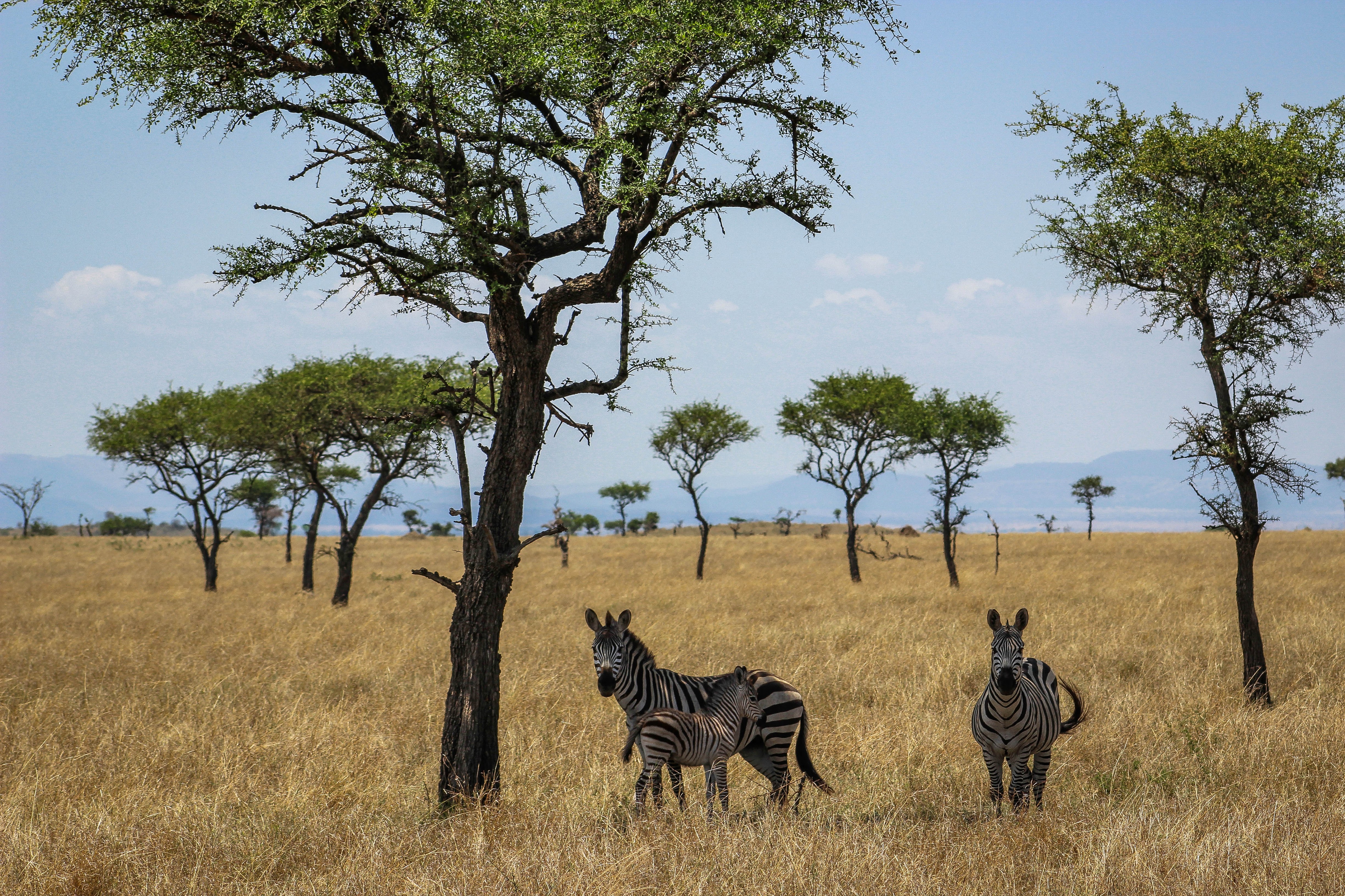 tanzania serengeti africa safari singita faru faru