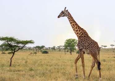 tanzania serengeti africa safari singita faru faru