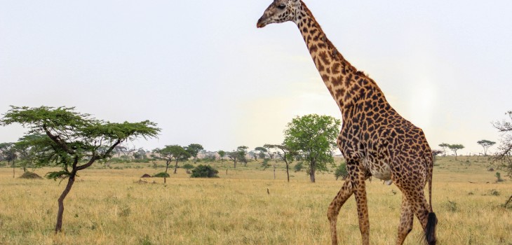 tanzania serengeti africa safari singita faru faru