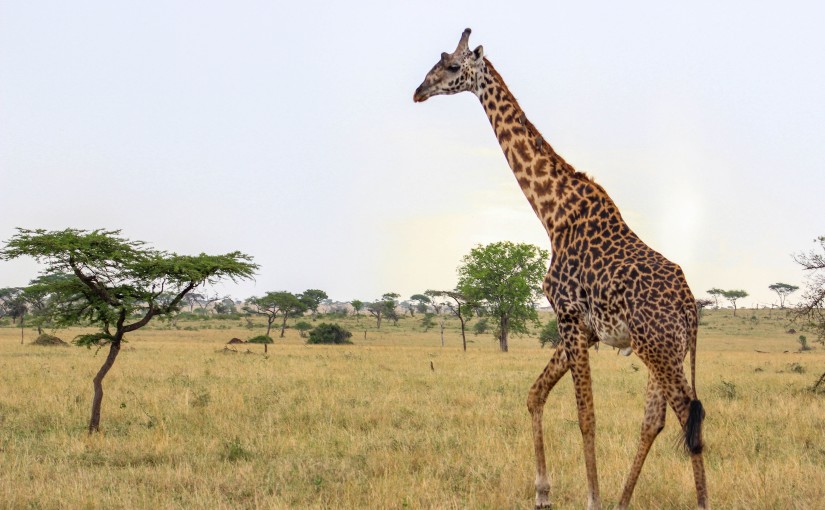 tanzania serengeti africa safari singita faru faru