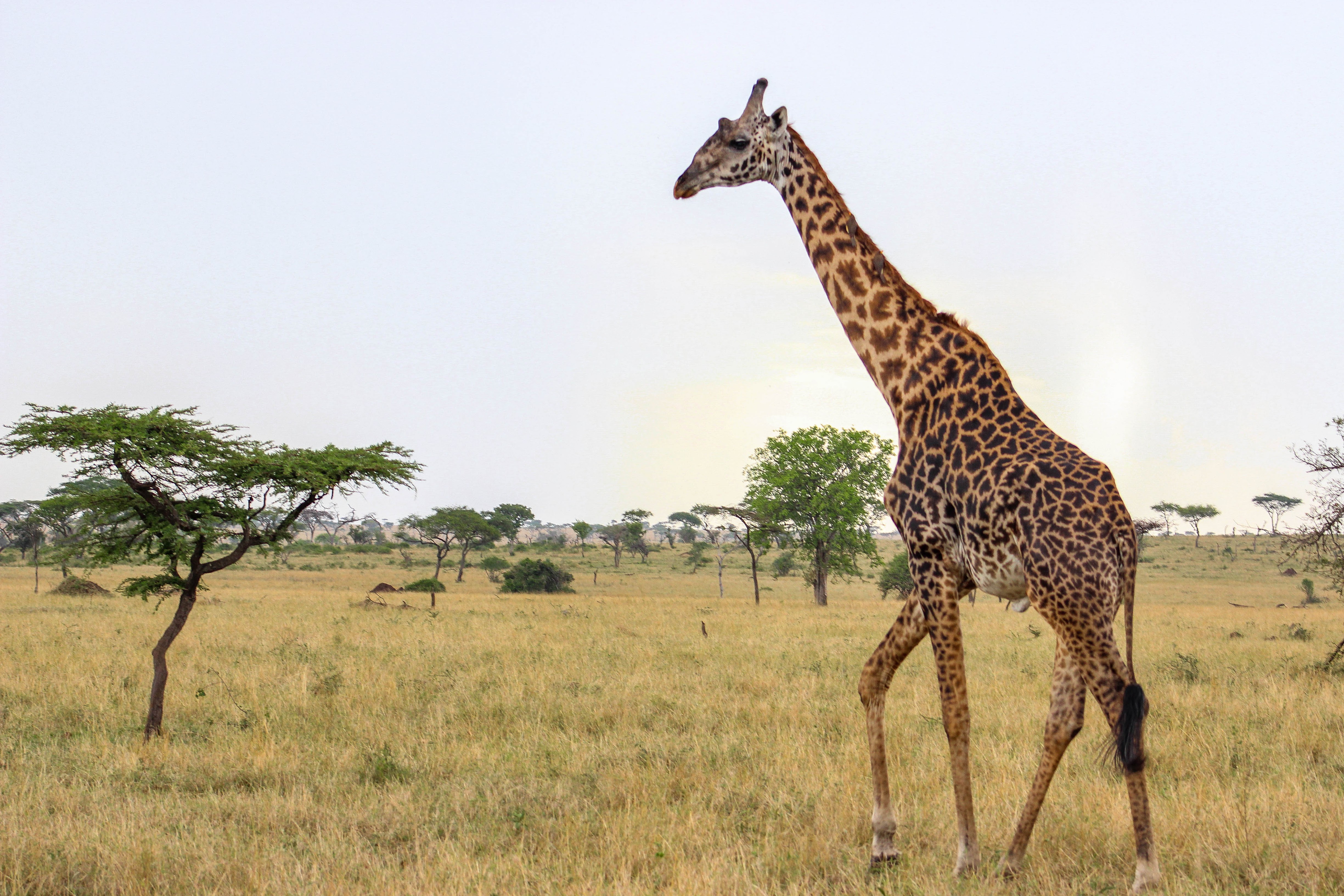 tanzania serengeti africa safari singita faru faru