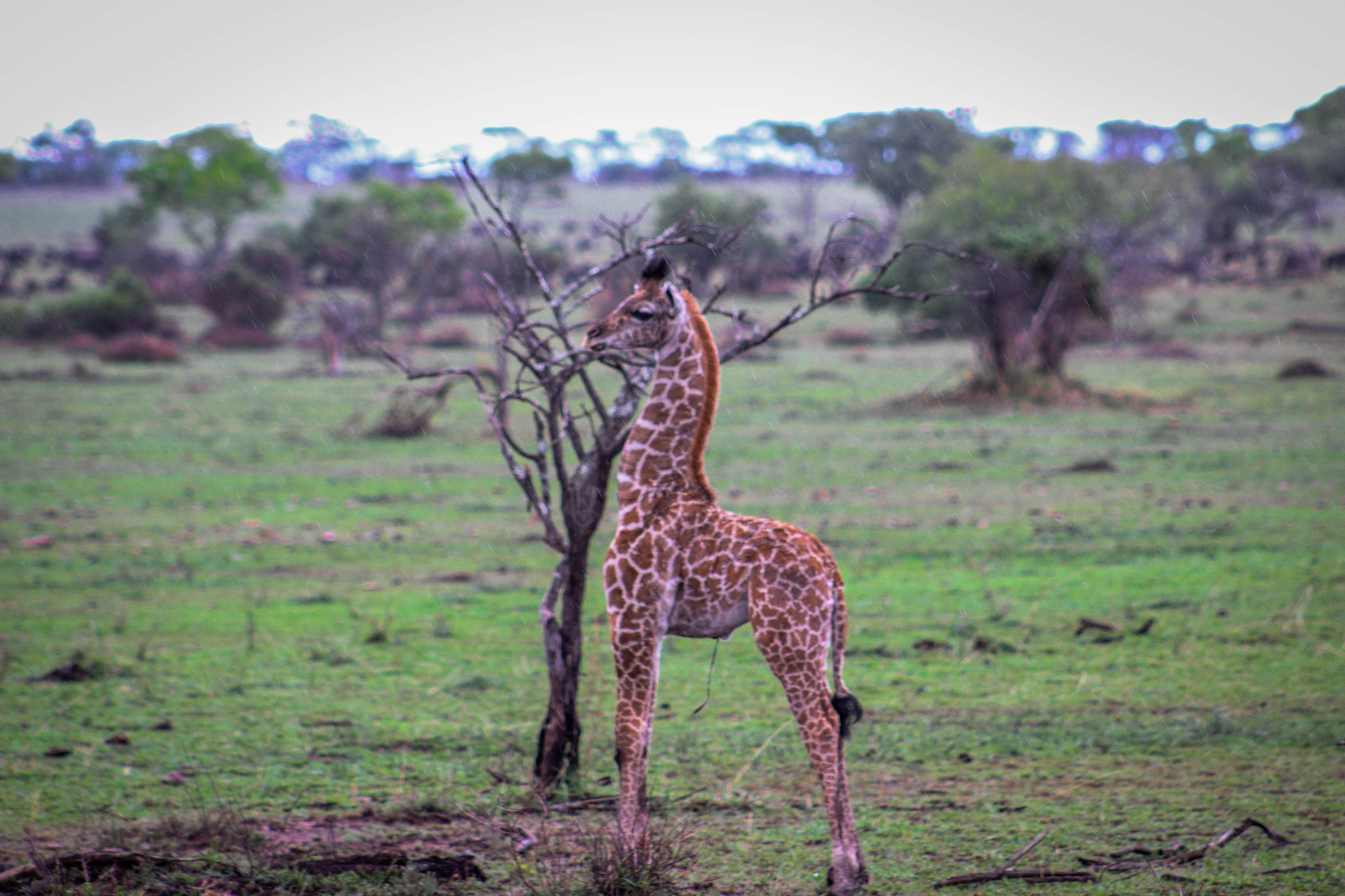 tanzania serengeti africa safari singita faru faru