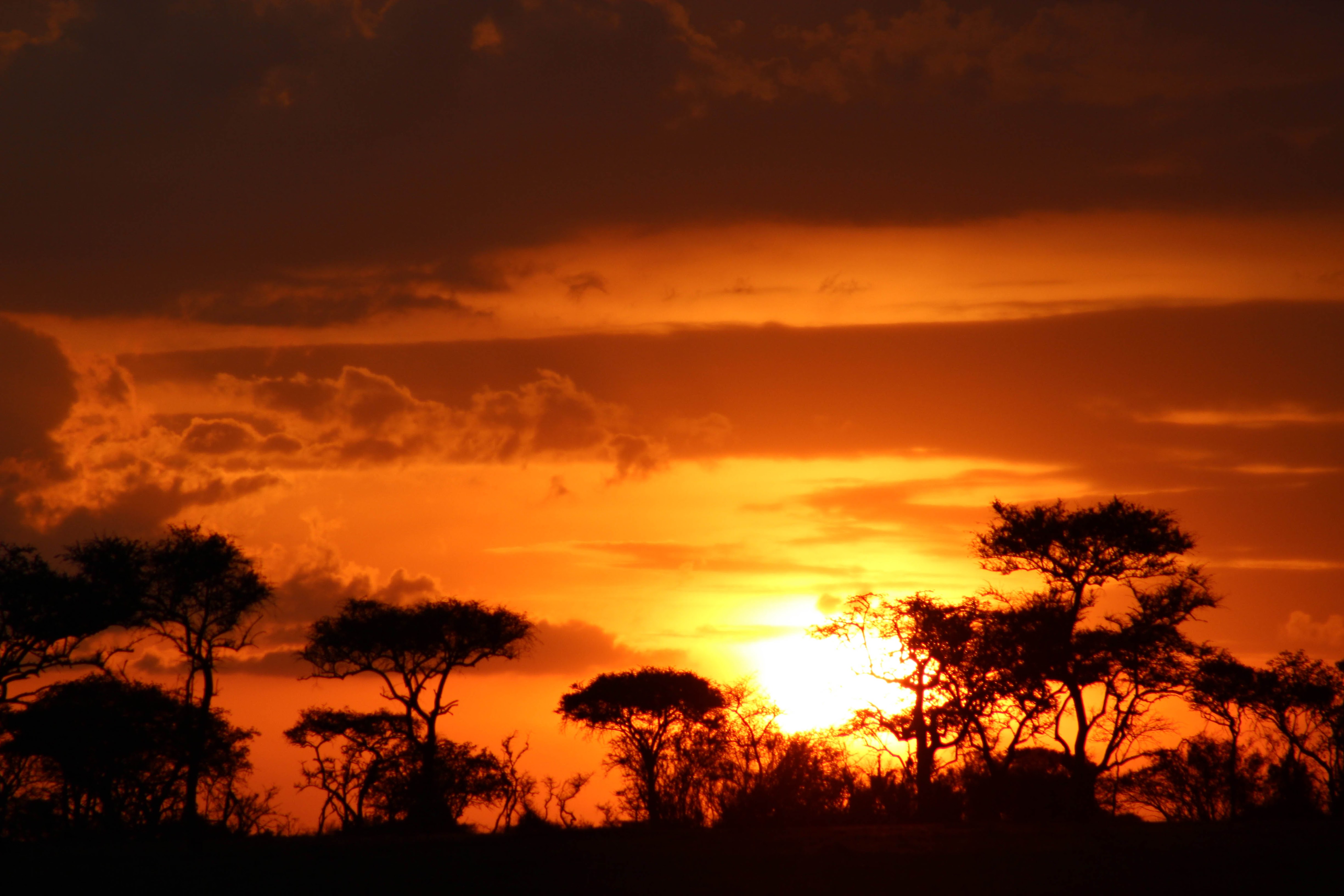 tanzania serengeti africa safari singita faru faru