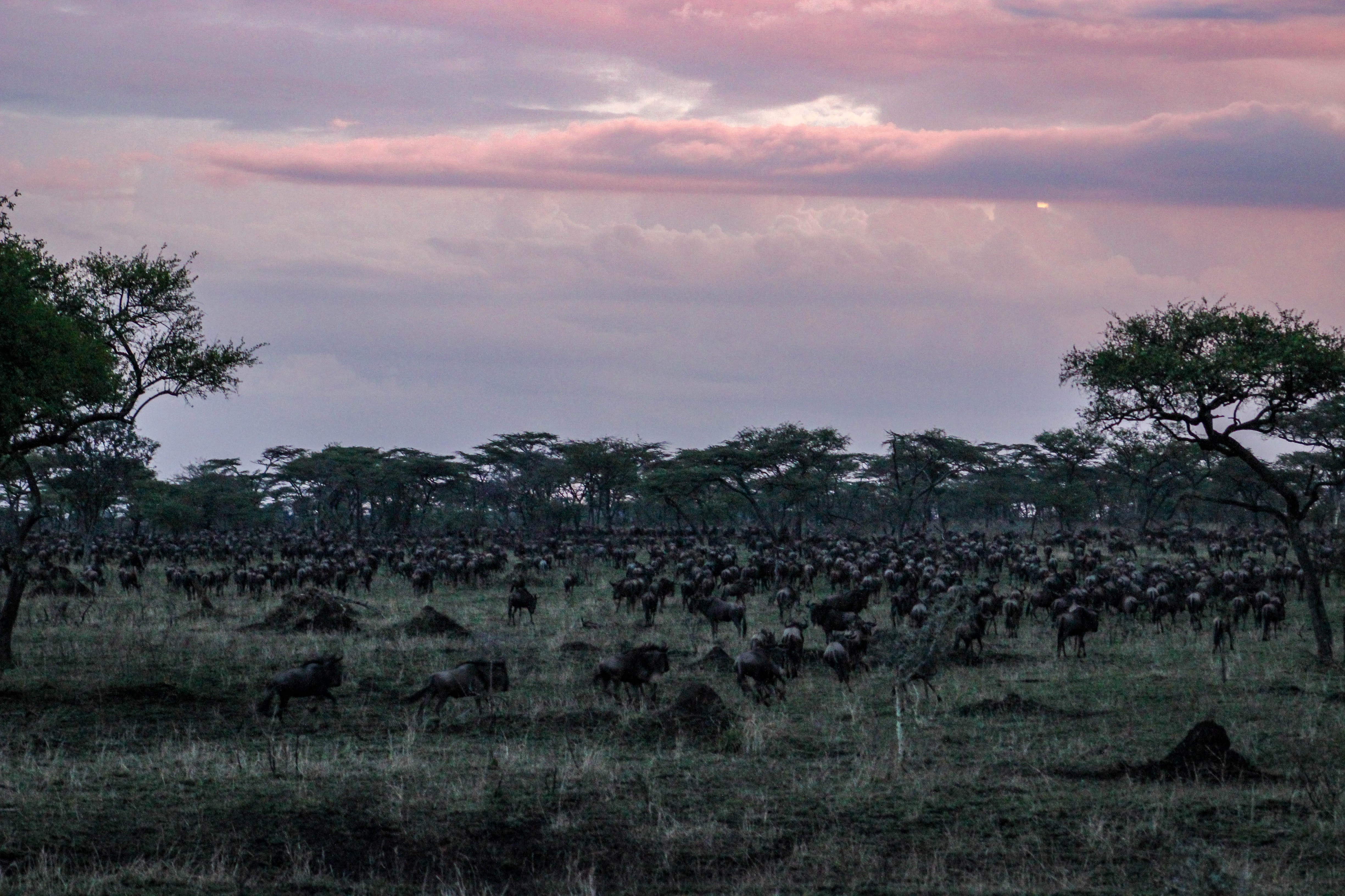 tanzania serengeti africa safari singita faru faru