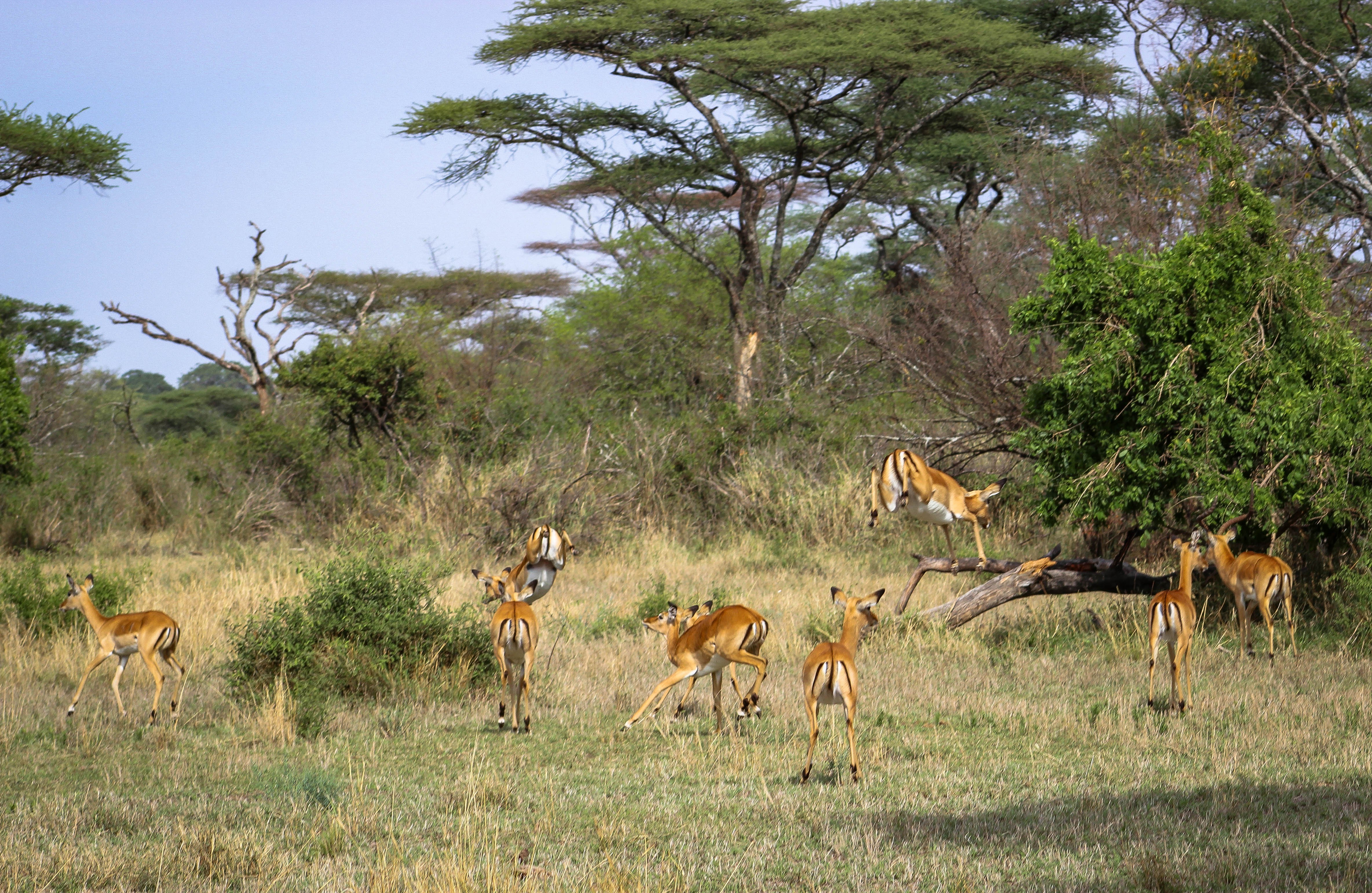 tanzania serengeti africa safari singita faru faru