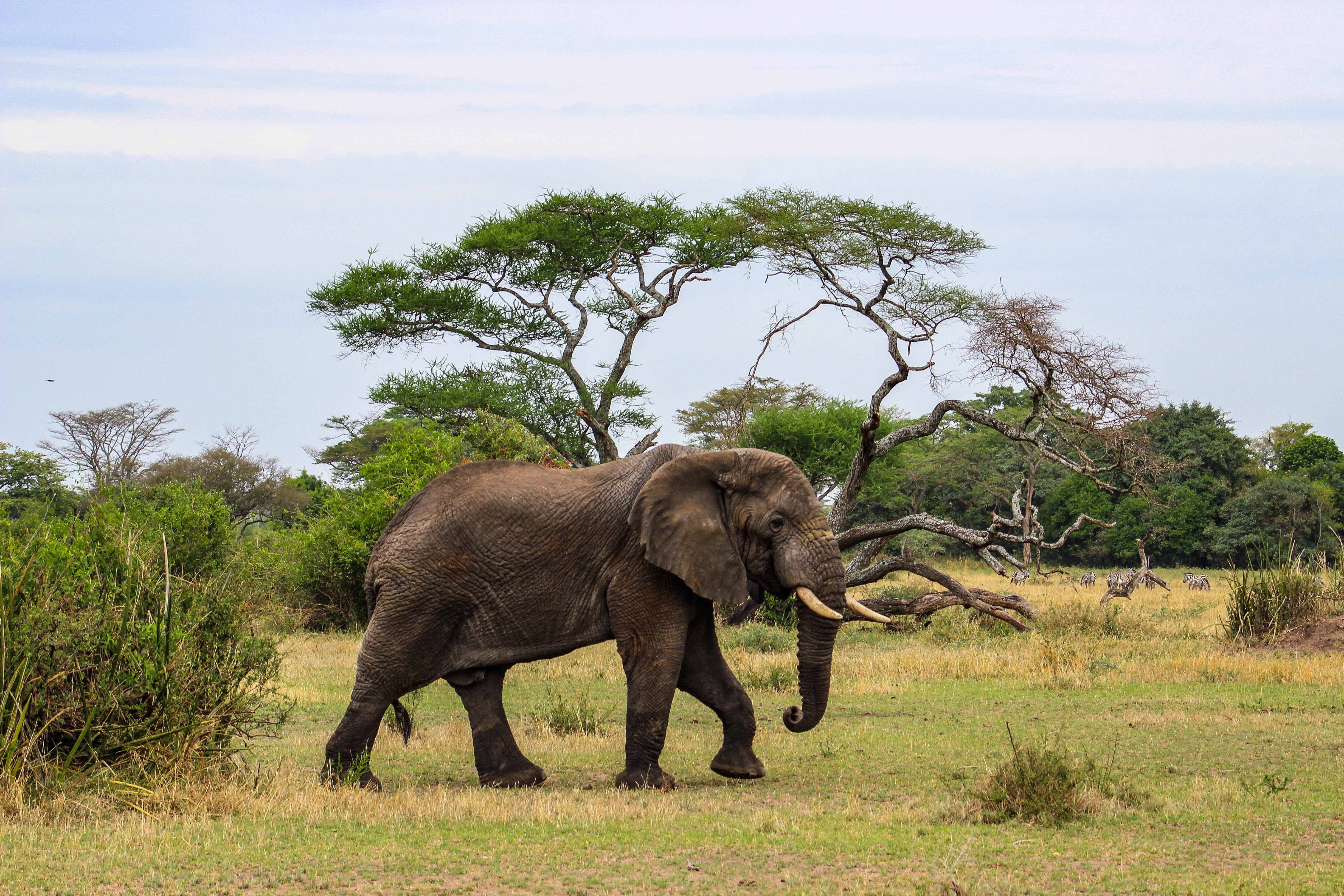 tanzania serengeti africa safari singita faru faru