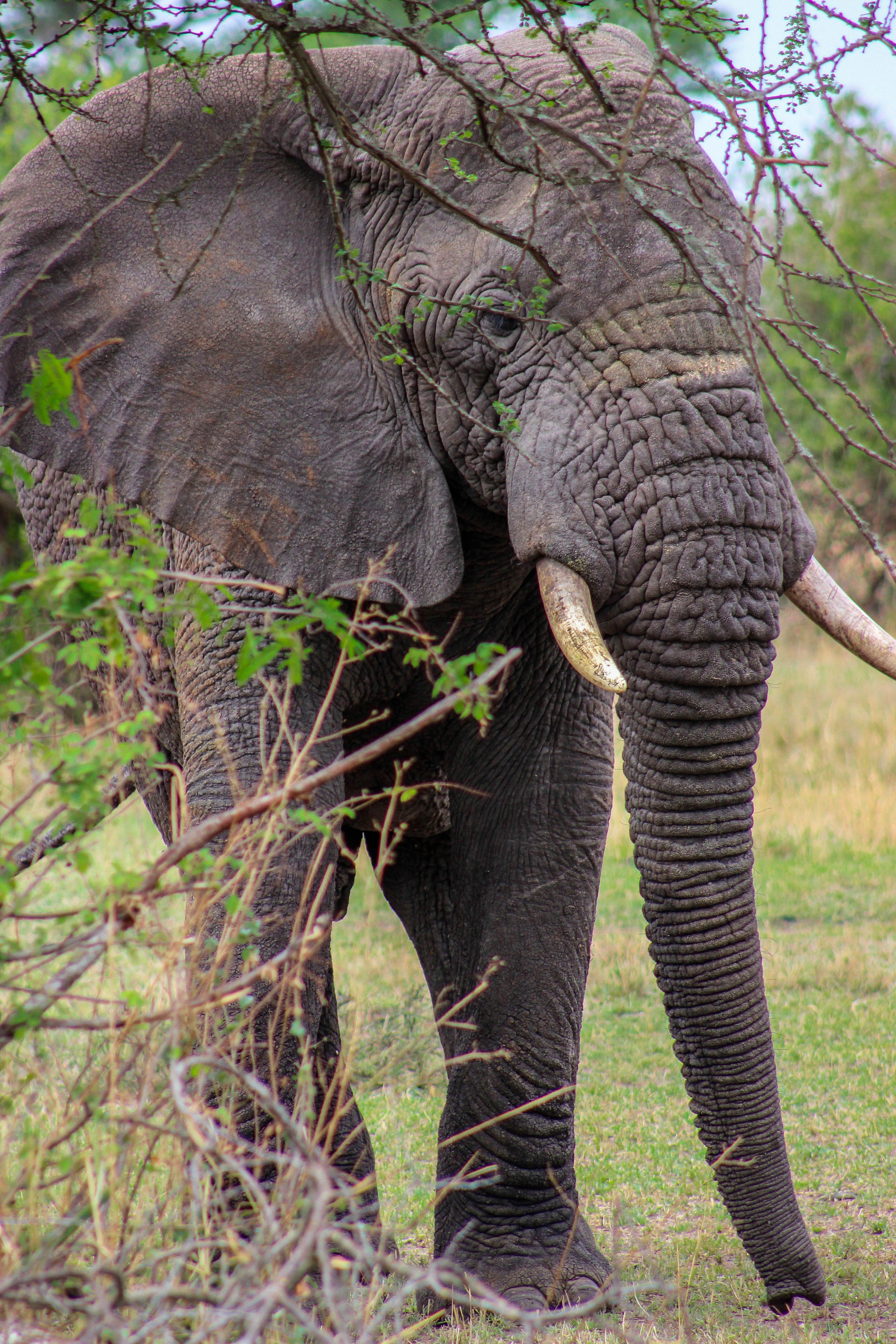 tanzania serengeti africa safari singita faru faru