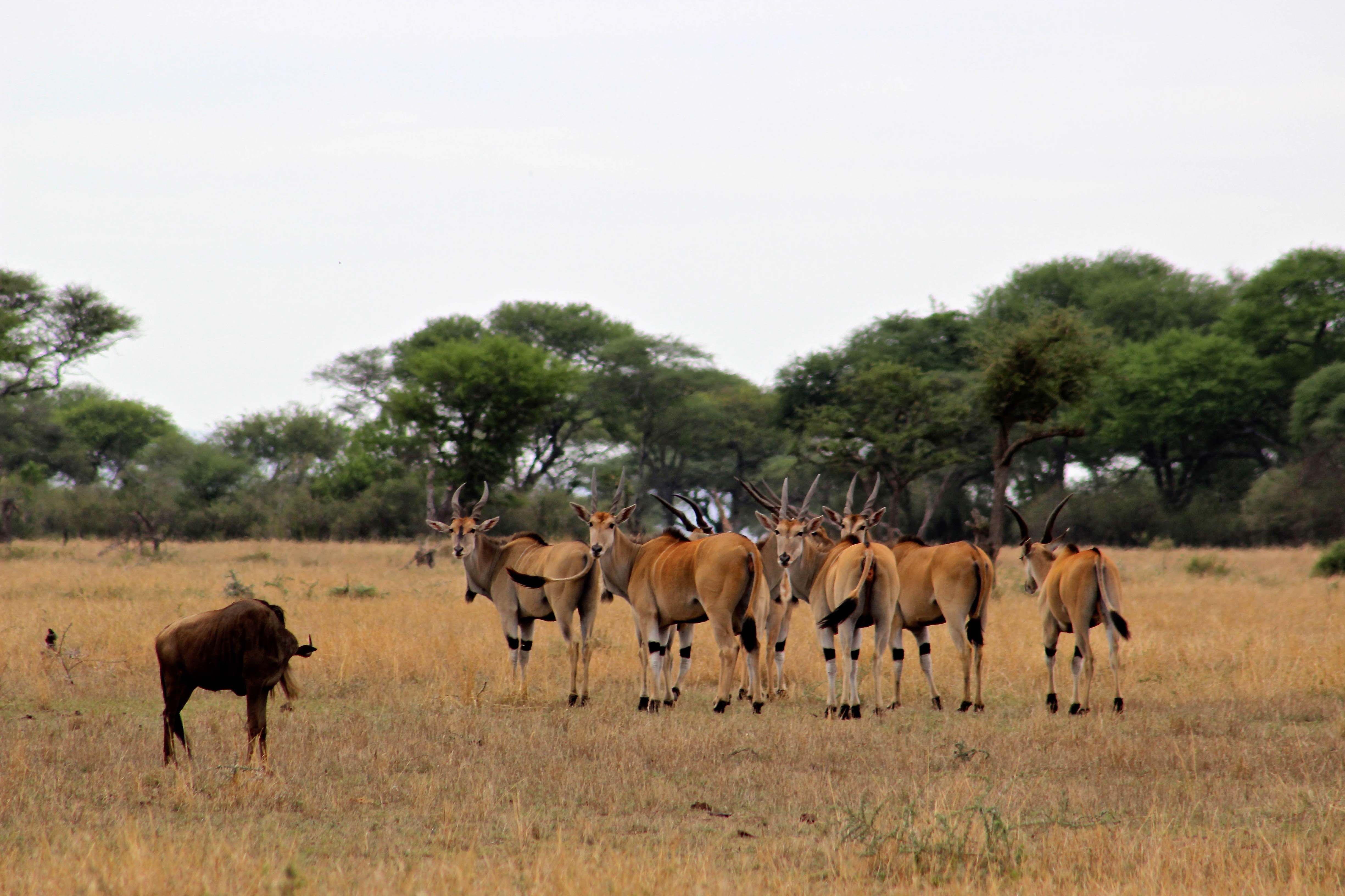 tanzania serengeti africa safari singita faru faru