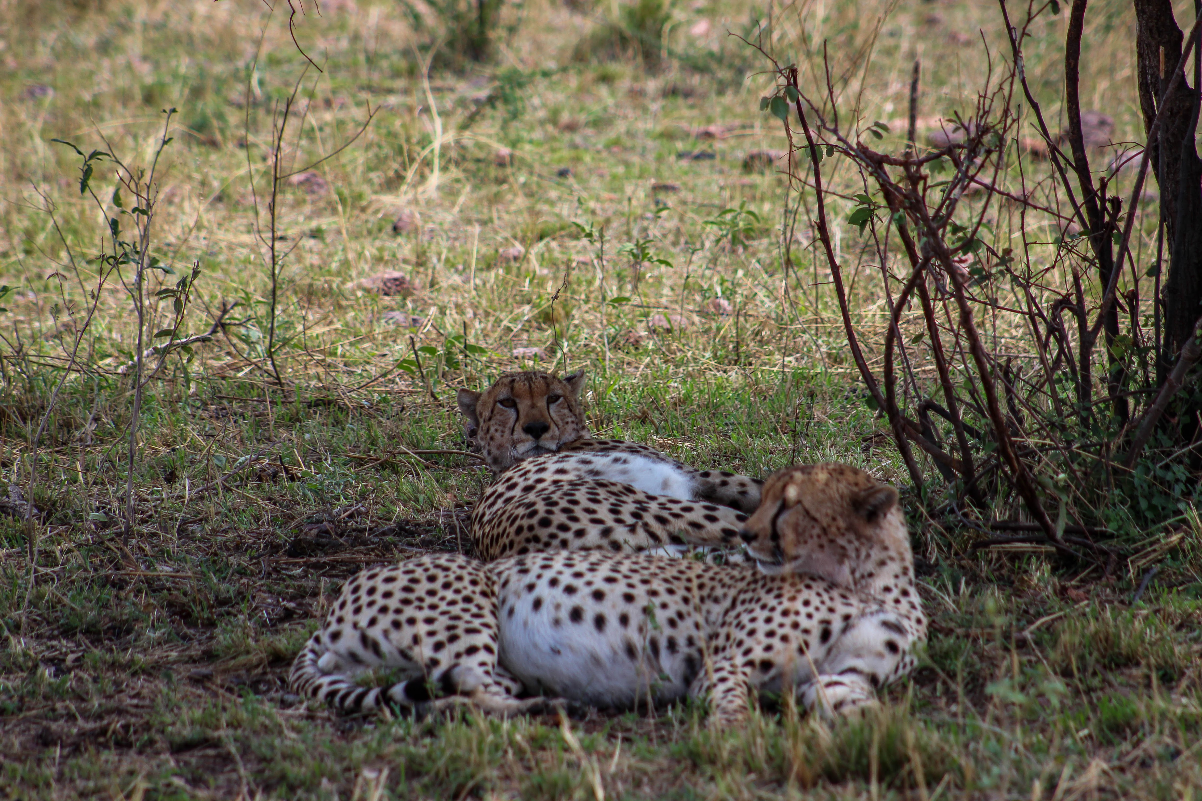 tanzania serengeti africa safari singita faru faru