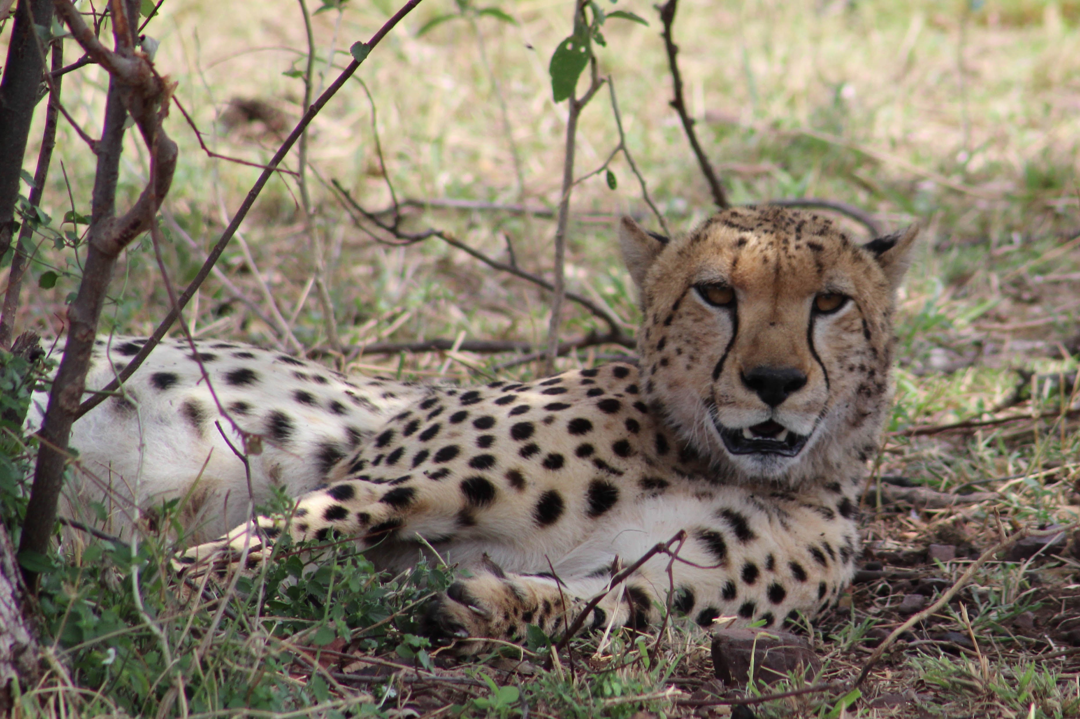 tanzania serengeti africa safari singita faru faru