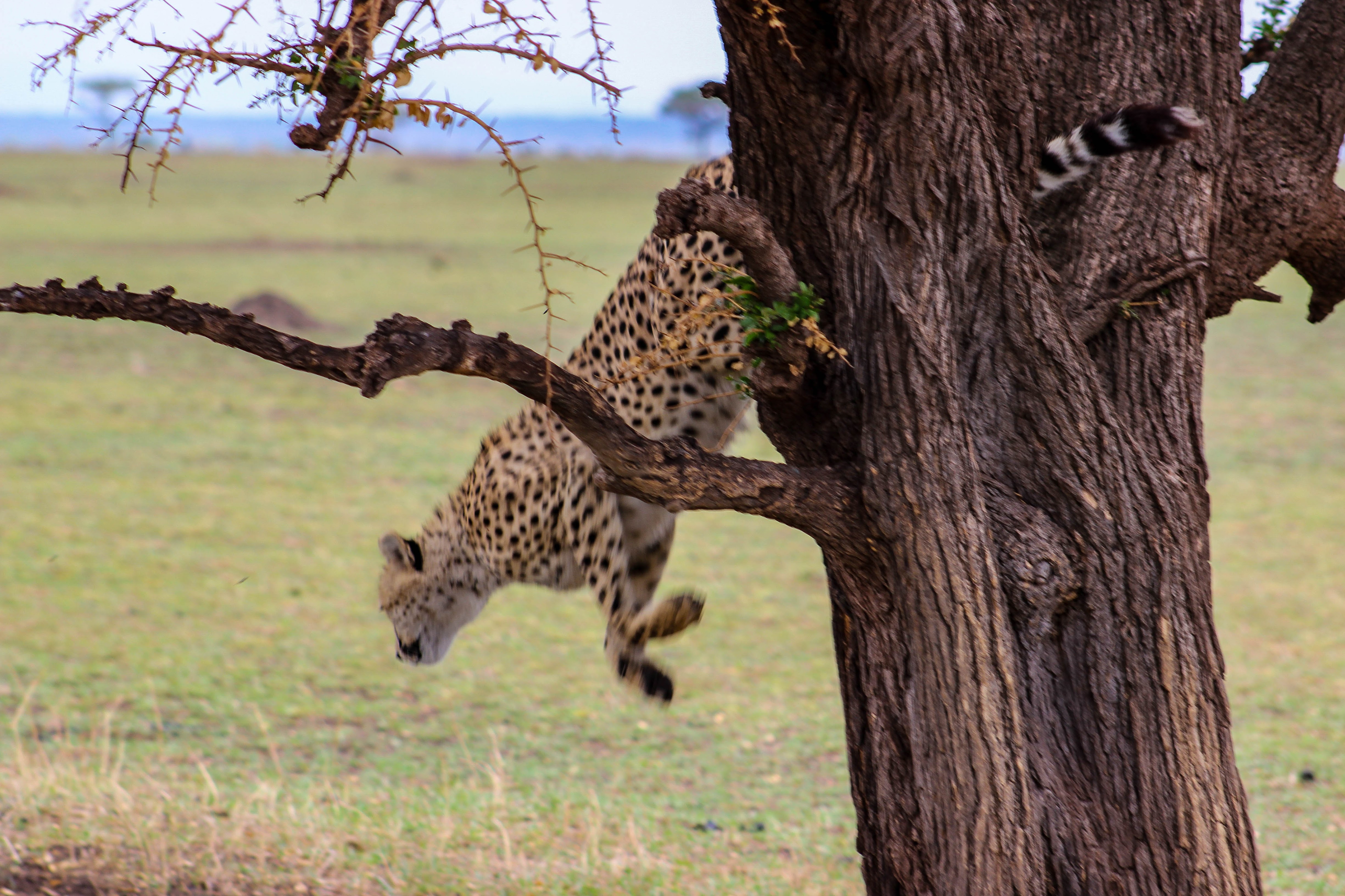 tanzania serengeti africa safari singita faru faru