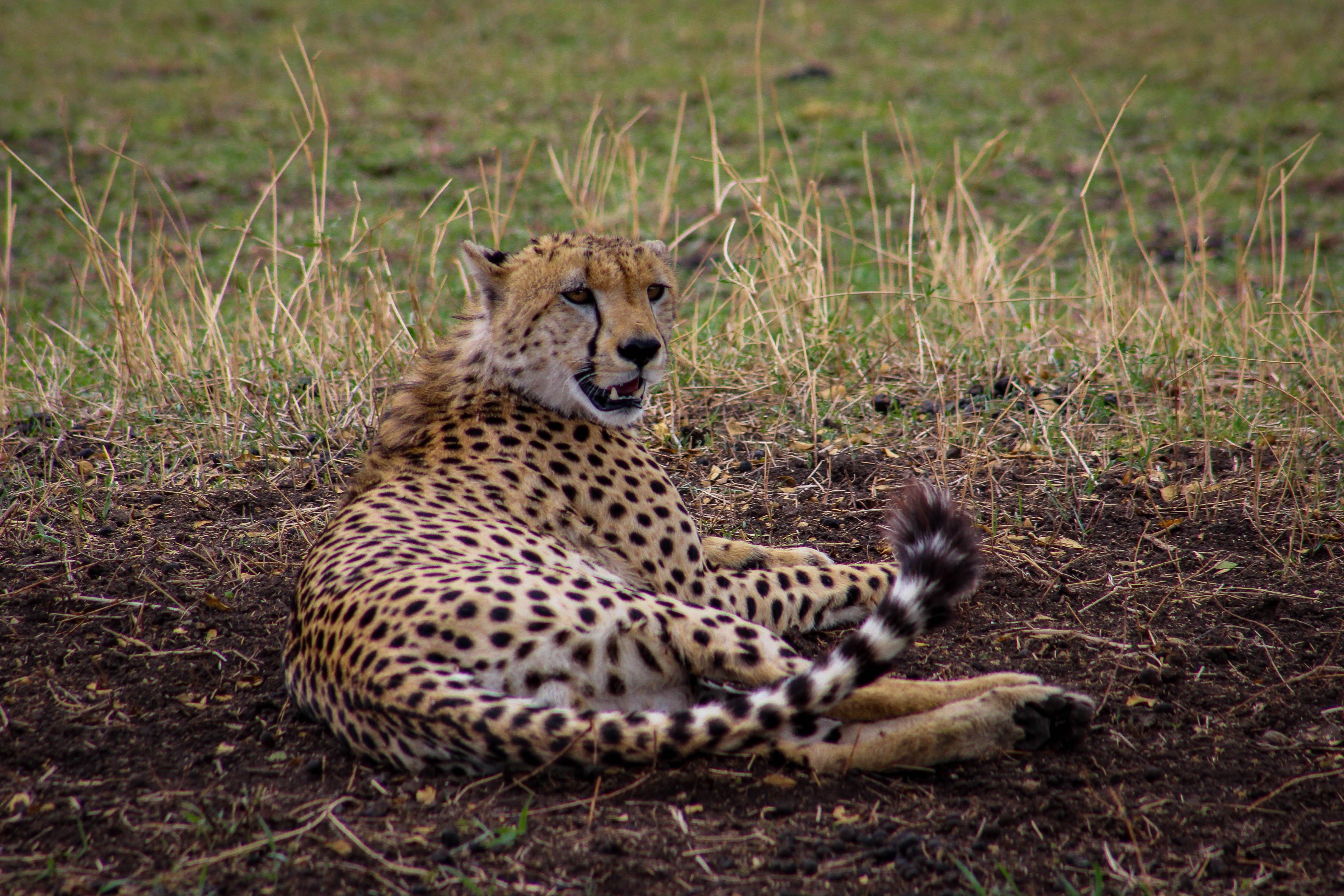 tanzania serengeti africa safari singita faru faru