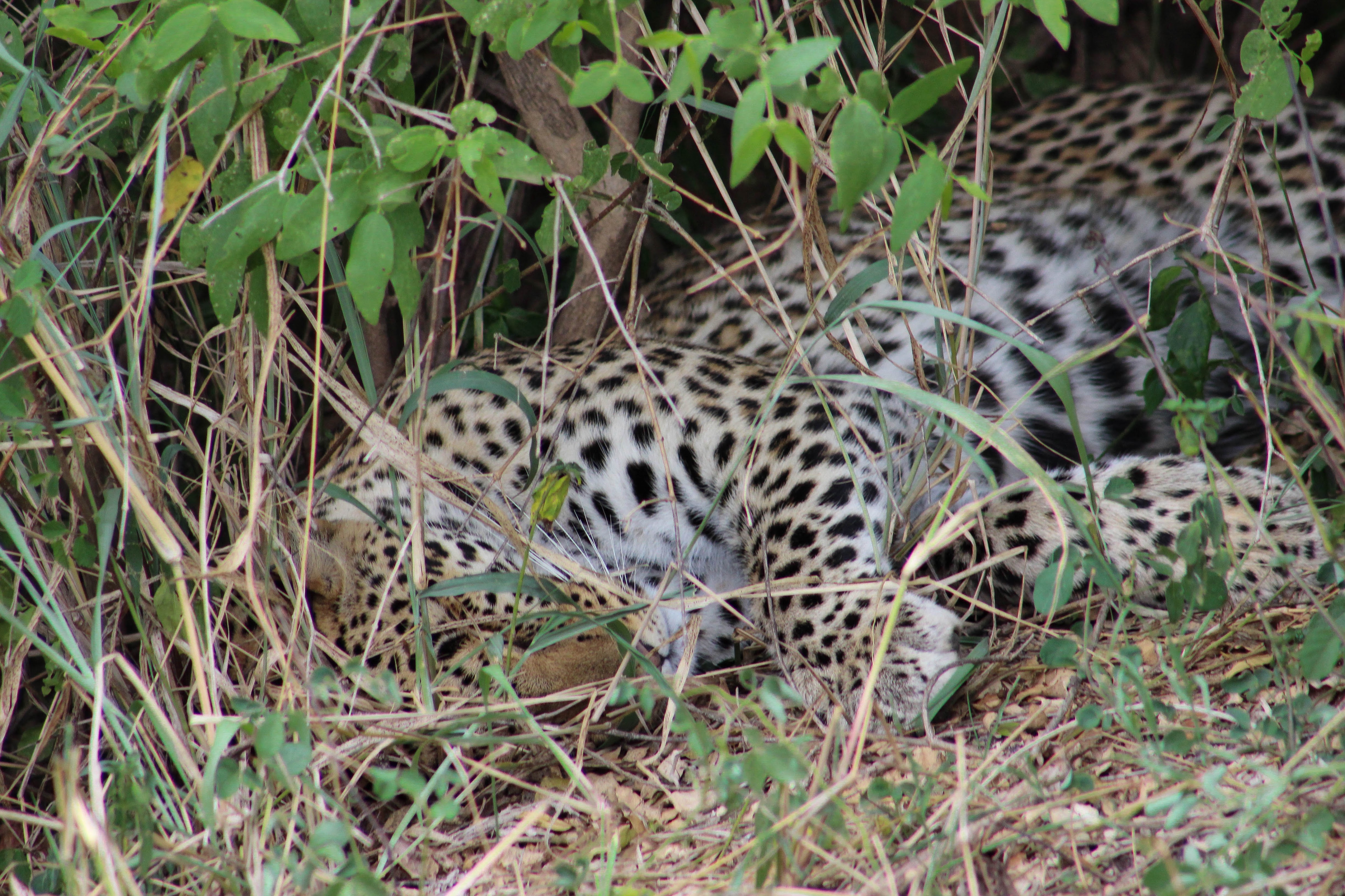 tanzania serengeti africa safari singita faru faru