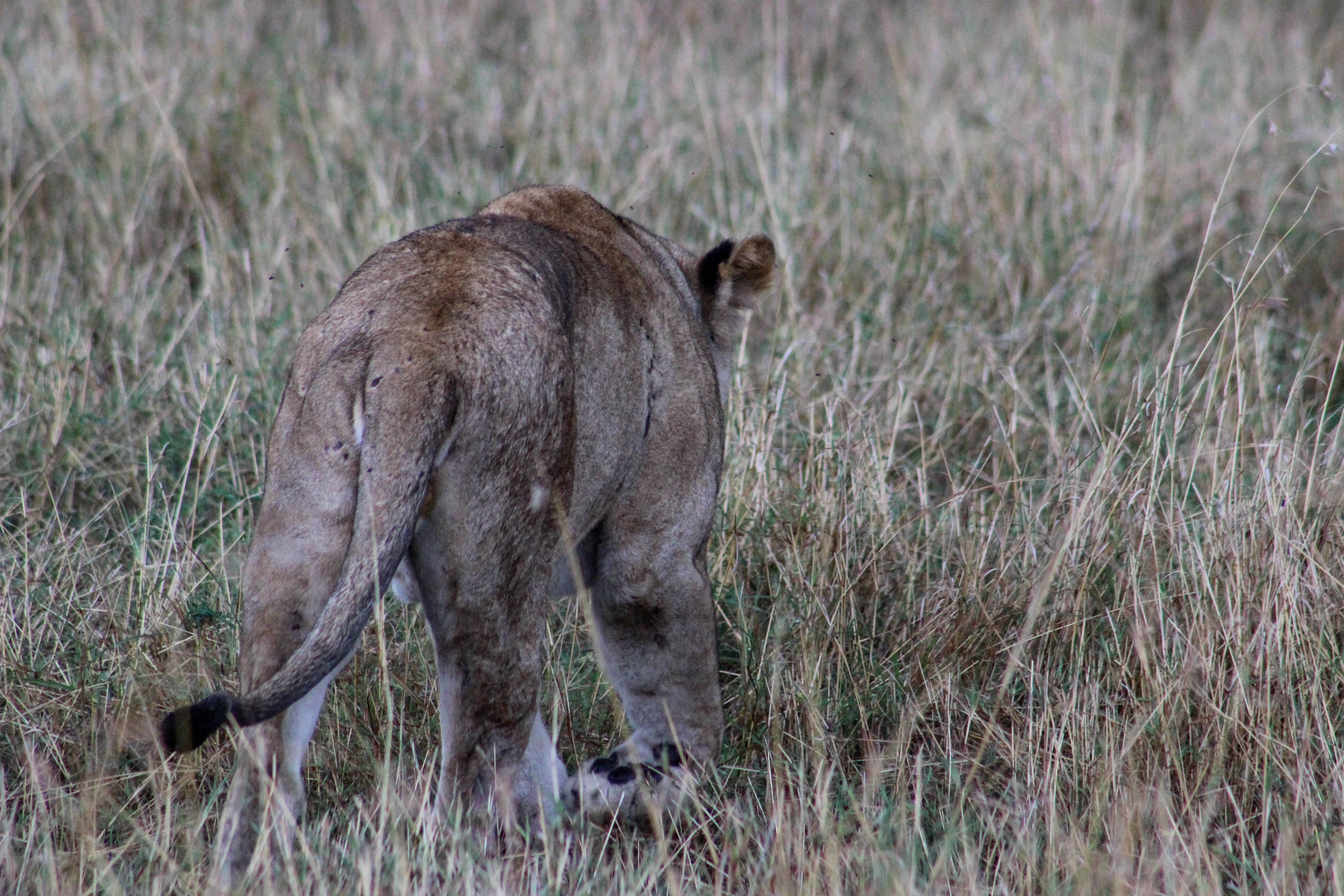 tanzania serengeti africa safari singita faru faru