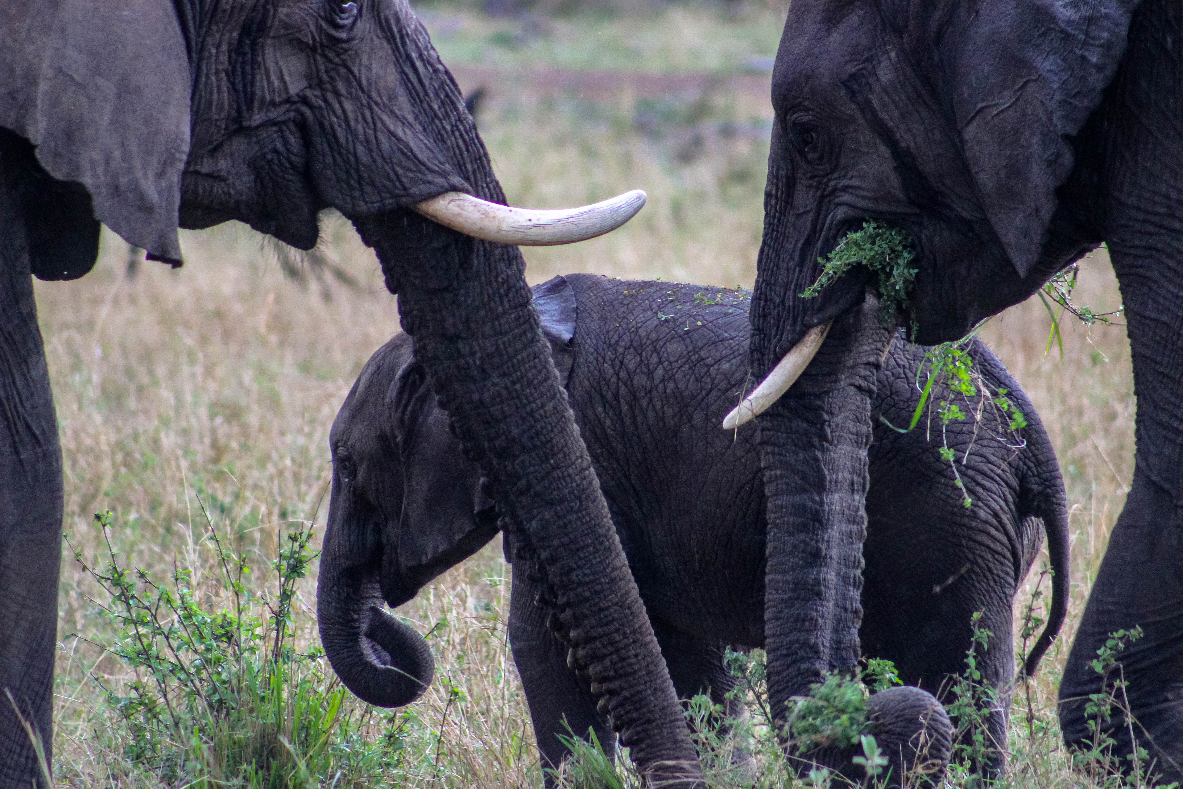 tanzania serengeti africa safari singita faru faru