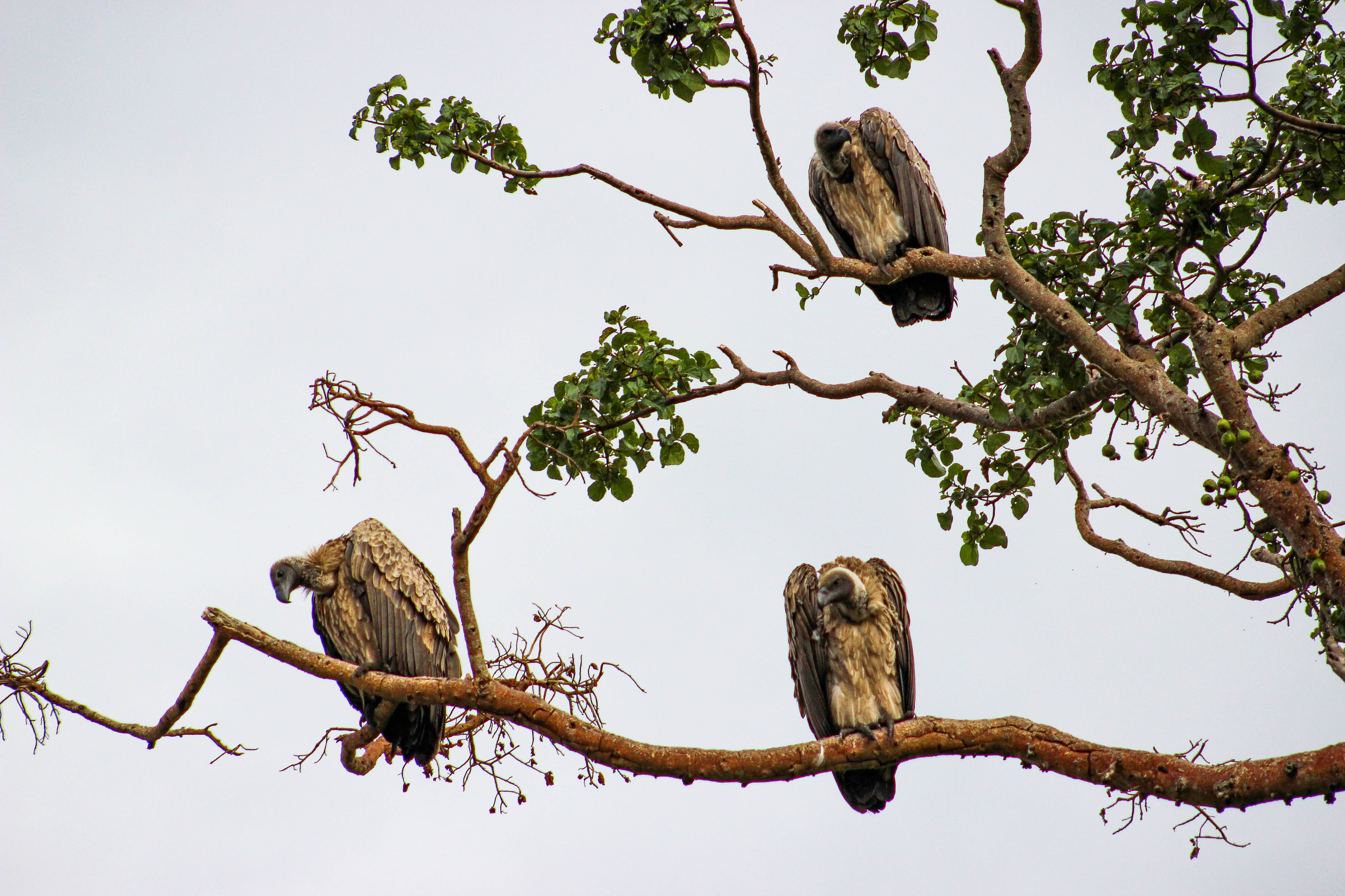 tanzania serengeti africa safari singita faru faru