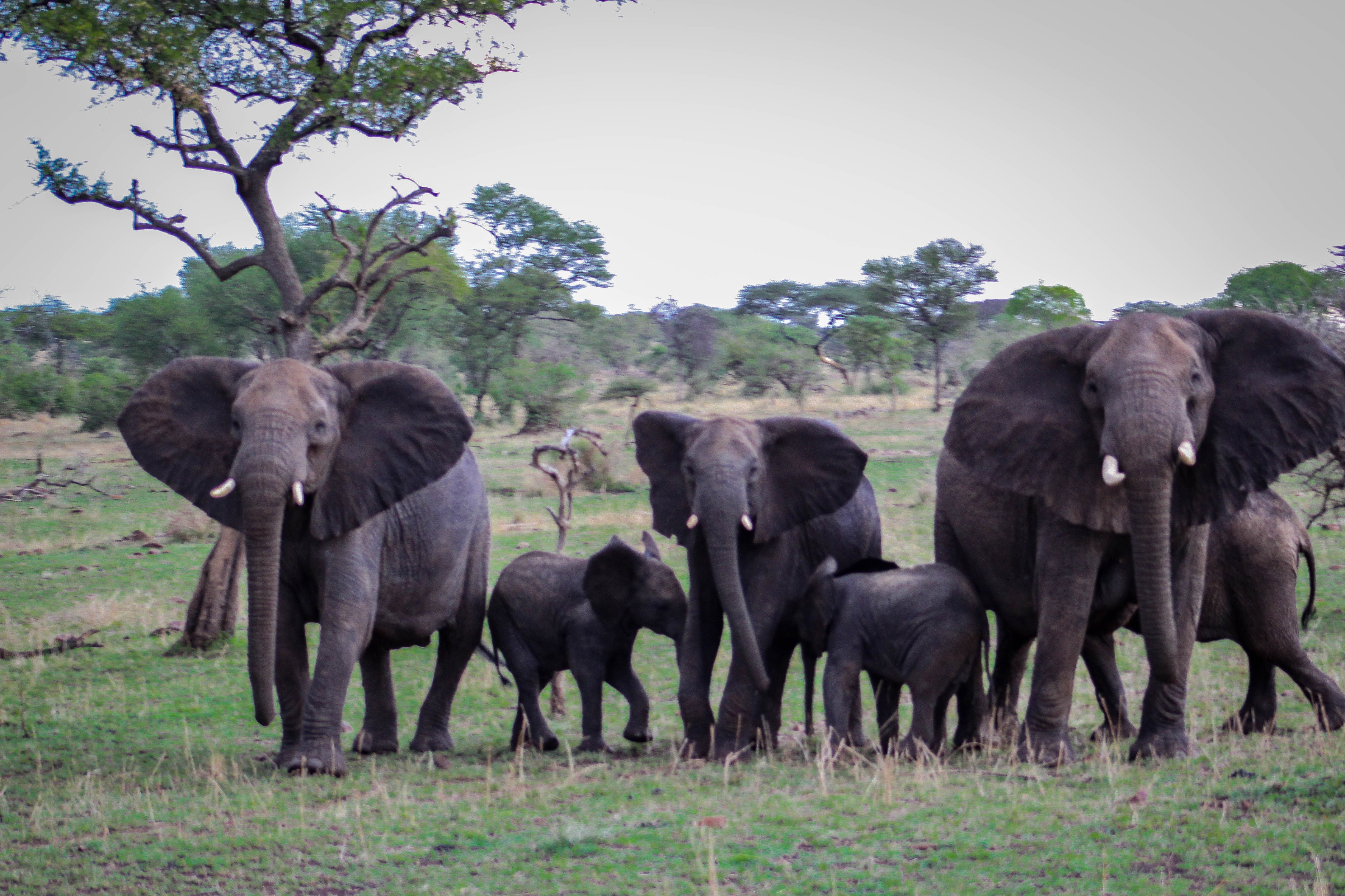 tanzania serengeti africa safari singita faru faru