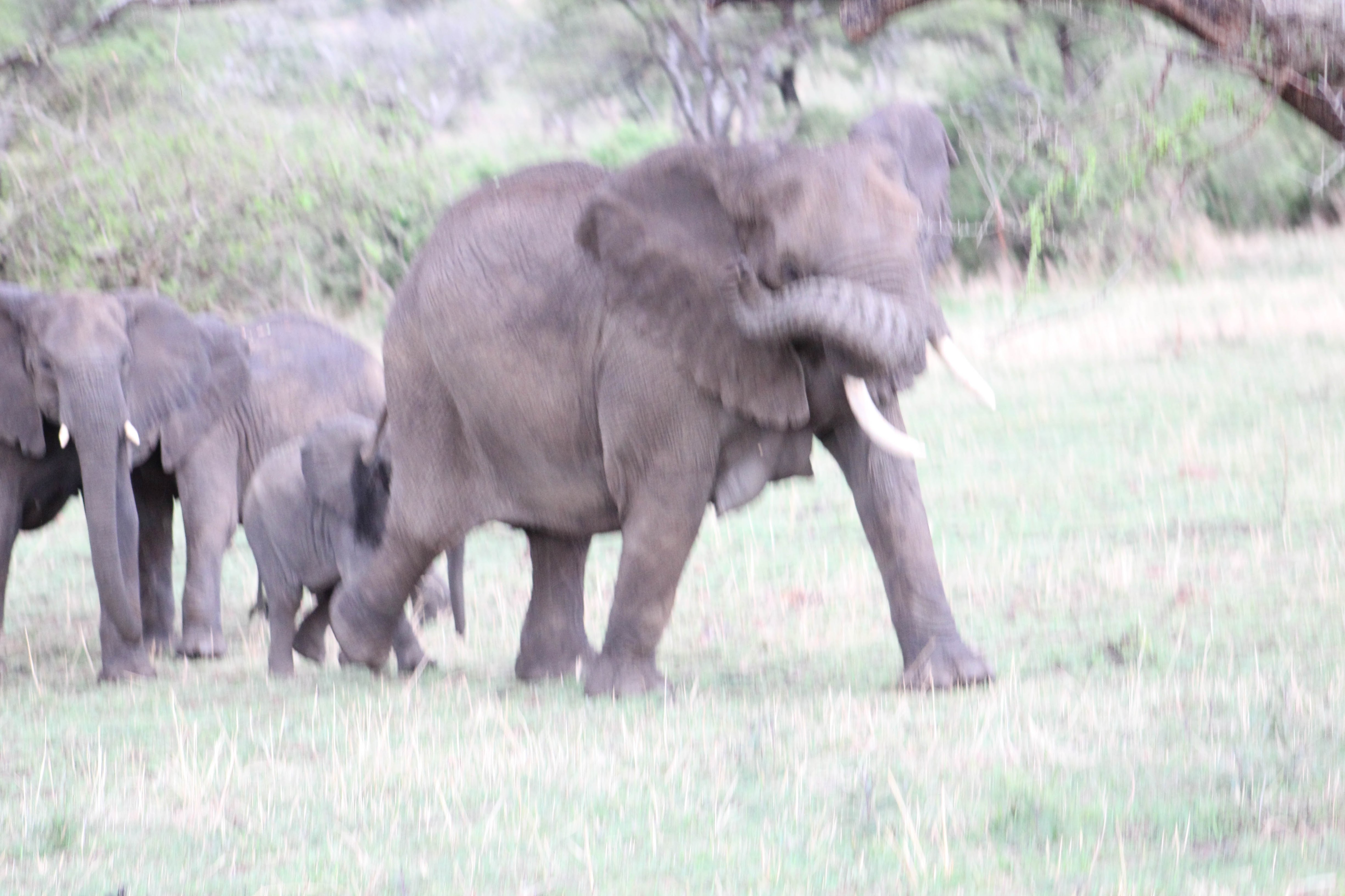 tanzania serengeti africa safari singita faru faru