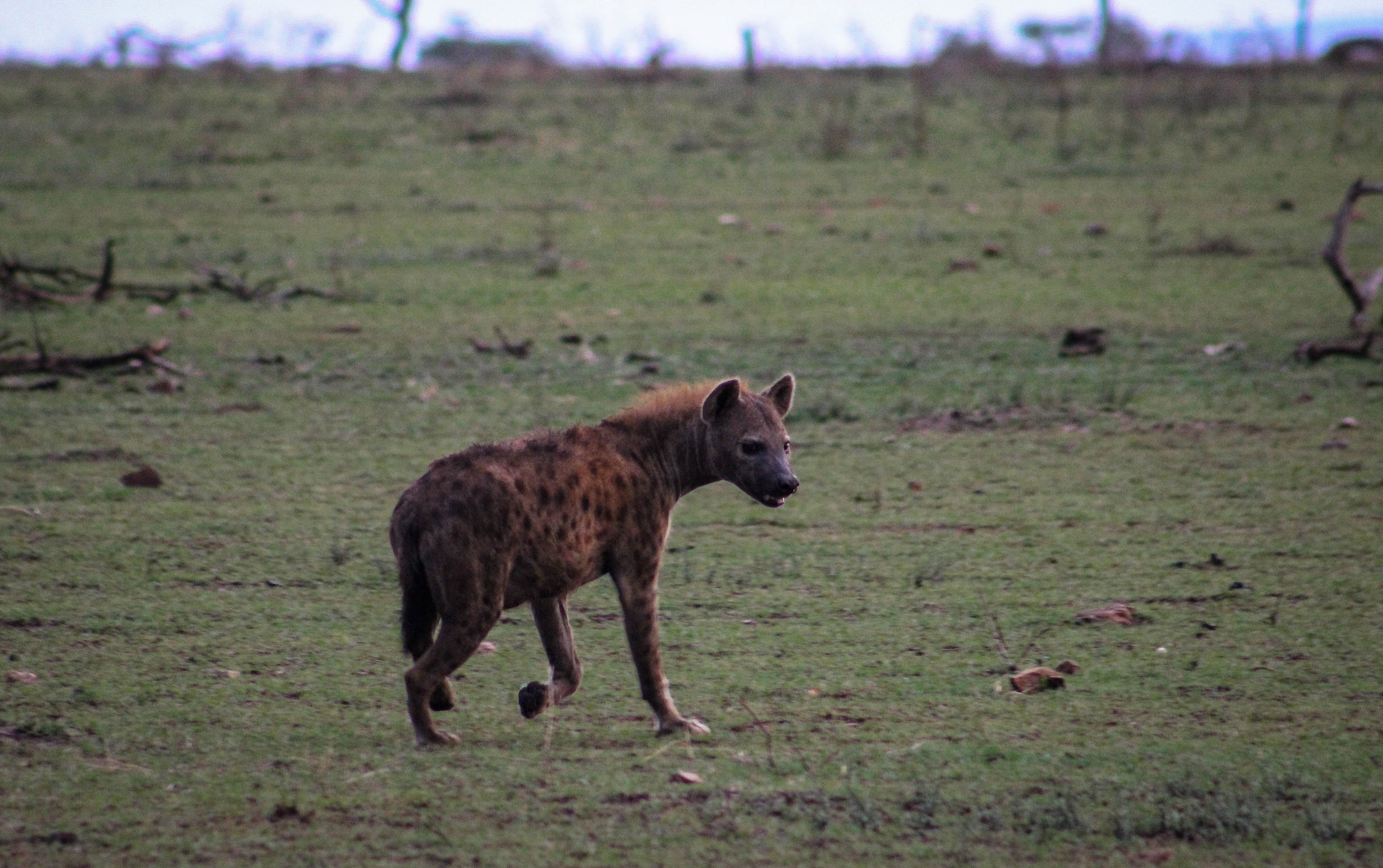 tanzania serengeti africa safari singita faru faru