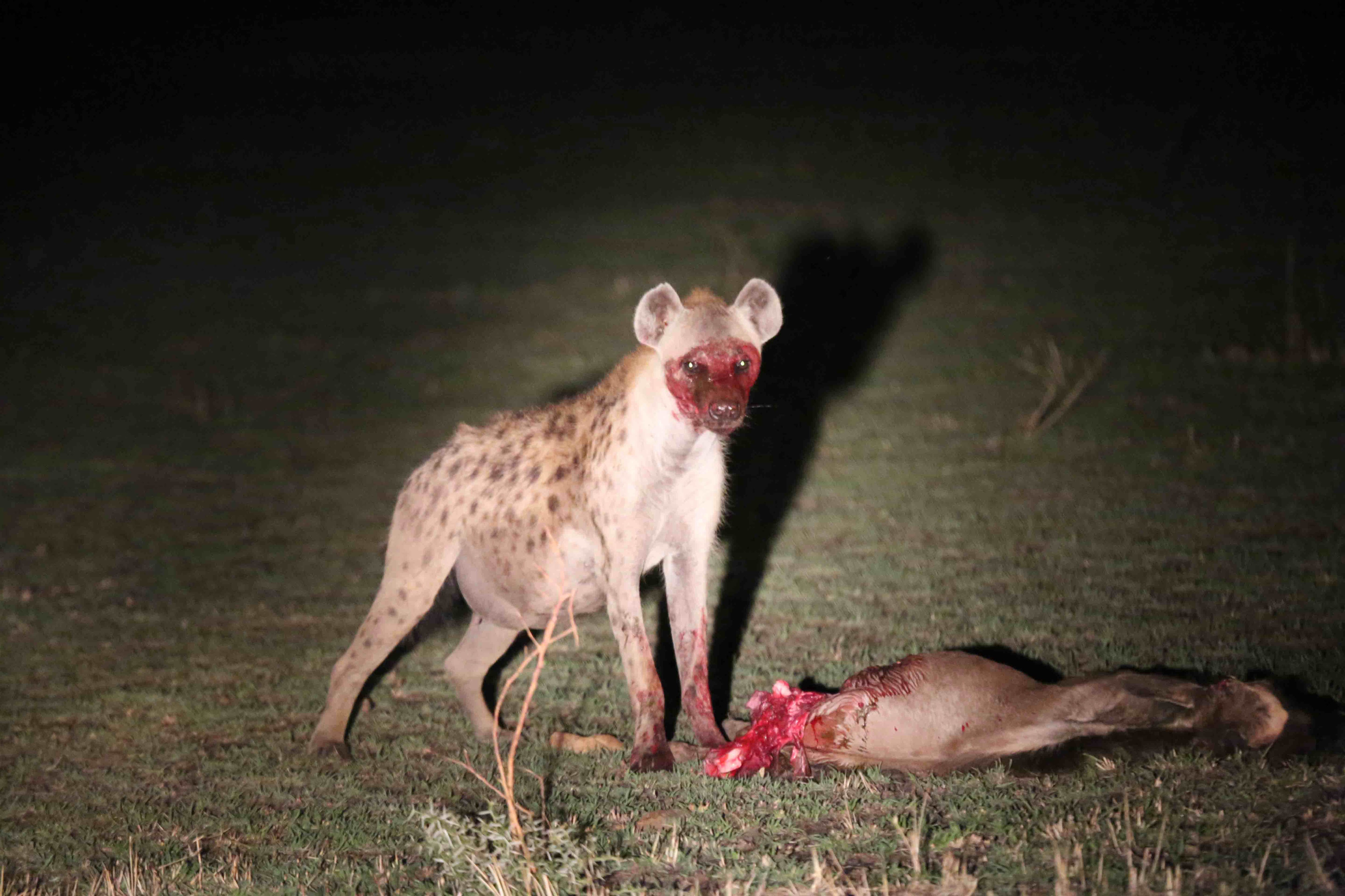 tanzania serengeti africa safari singita faru faru