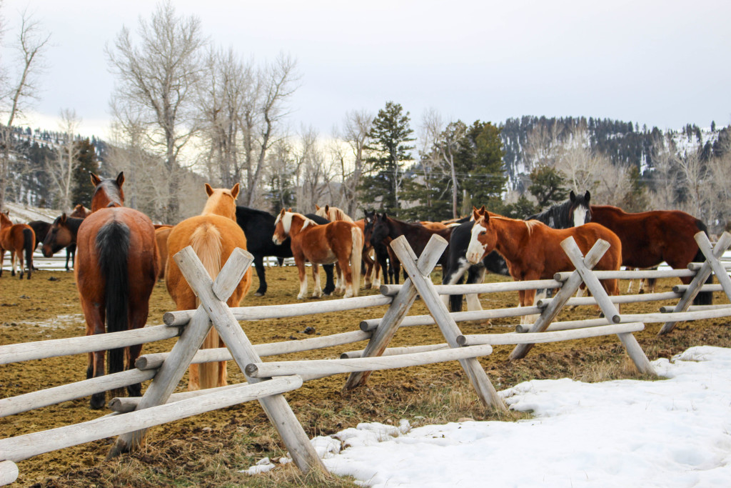 Montana Ranch at Rock Creek