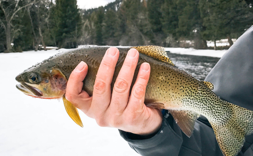 the ranch at rock creek montana fly fishing