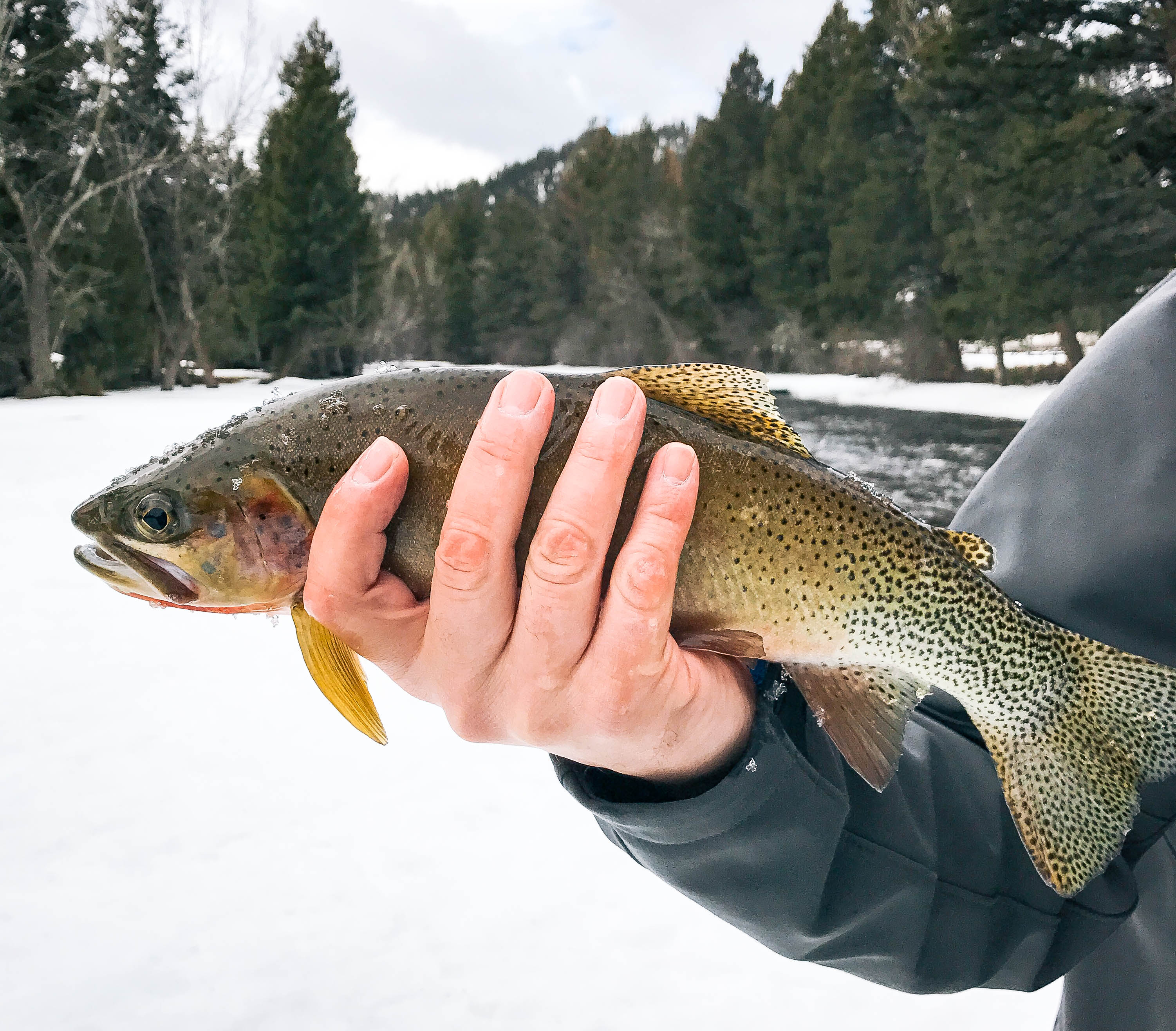 Best Fly Fishing in Montana