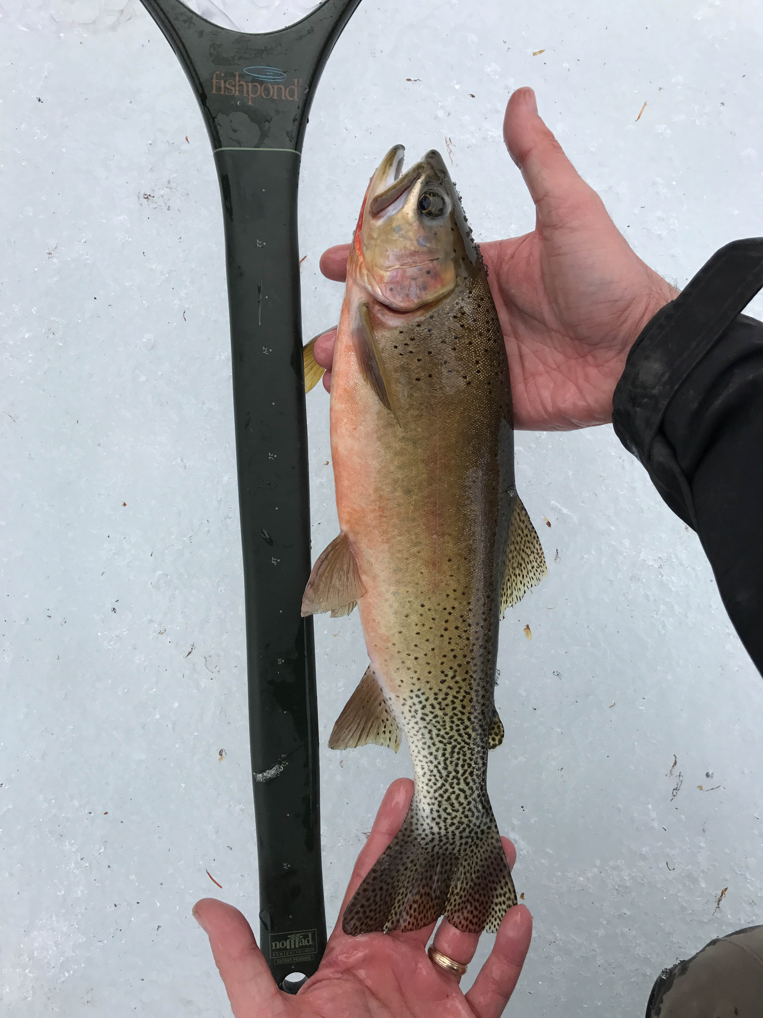 the ranch at rock creek montana fly fishing