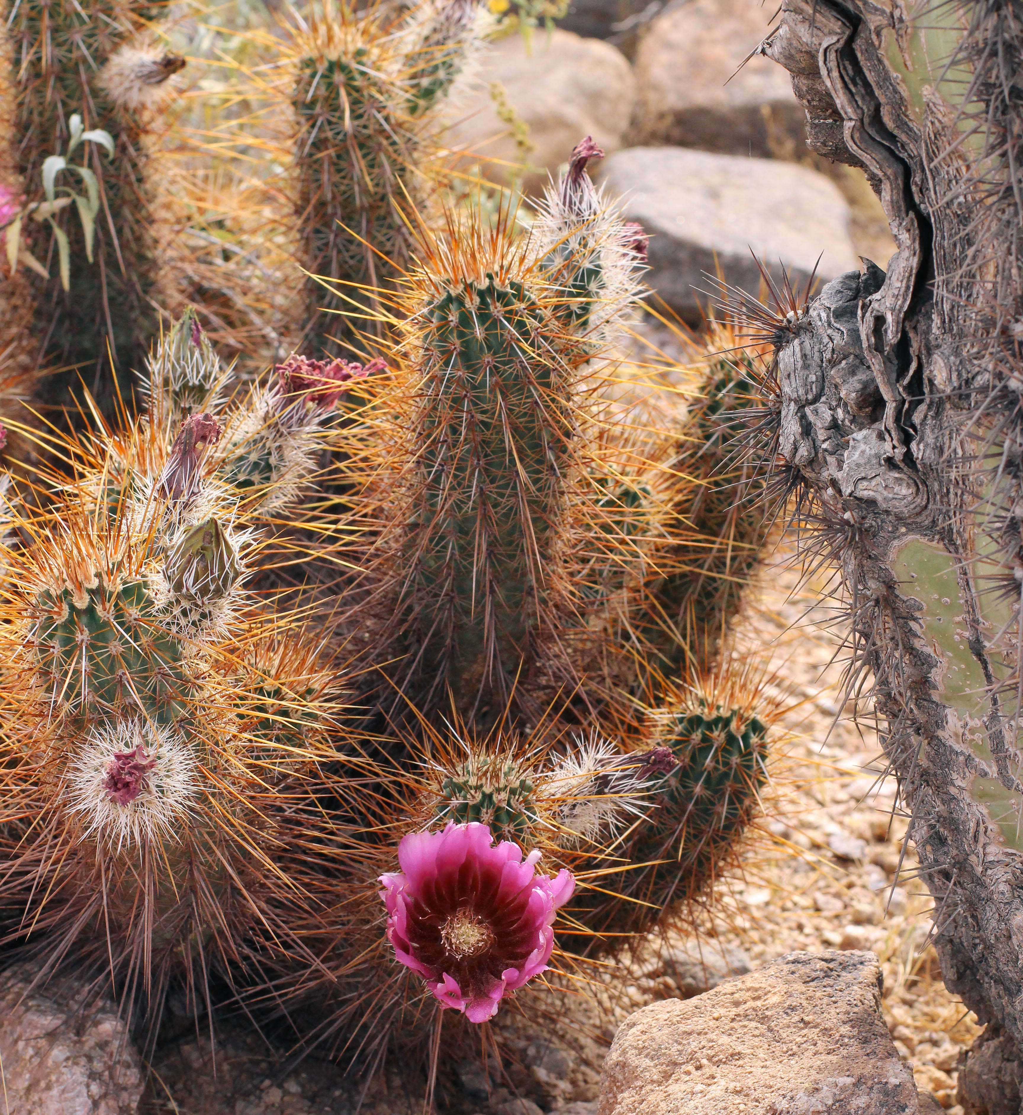 Usery Mountain AZ