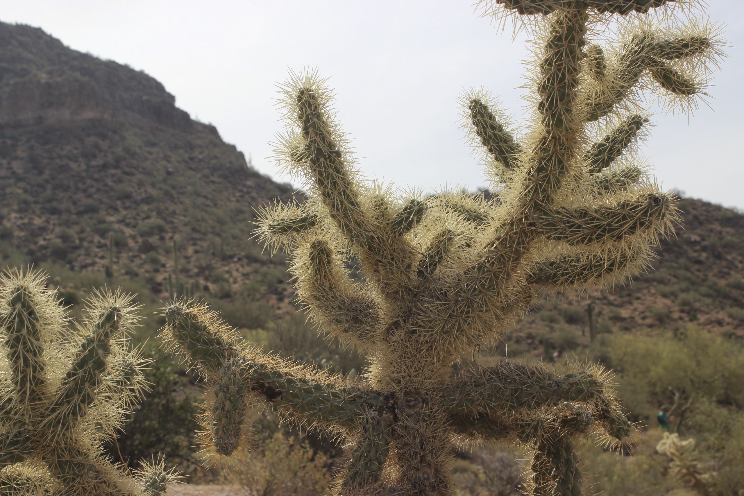 Usery Mountain AZ