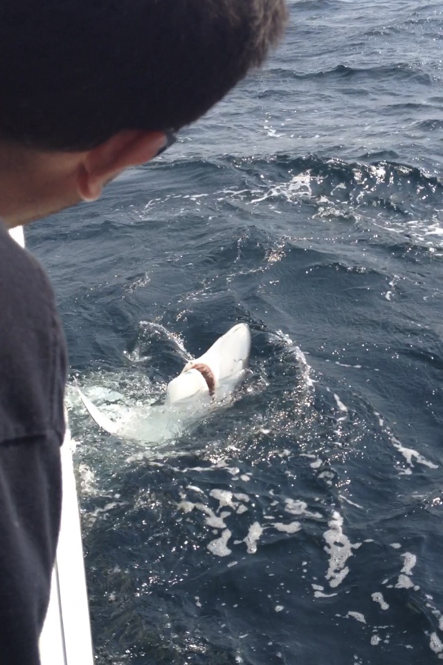 shark fishing montauk lady grace captain mario