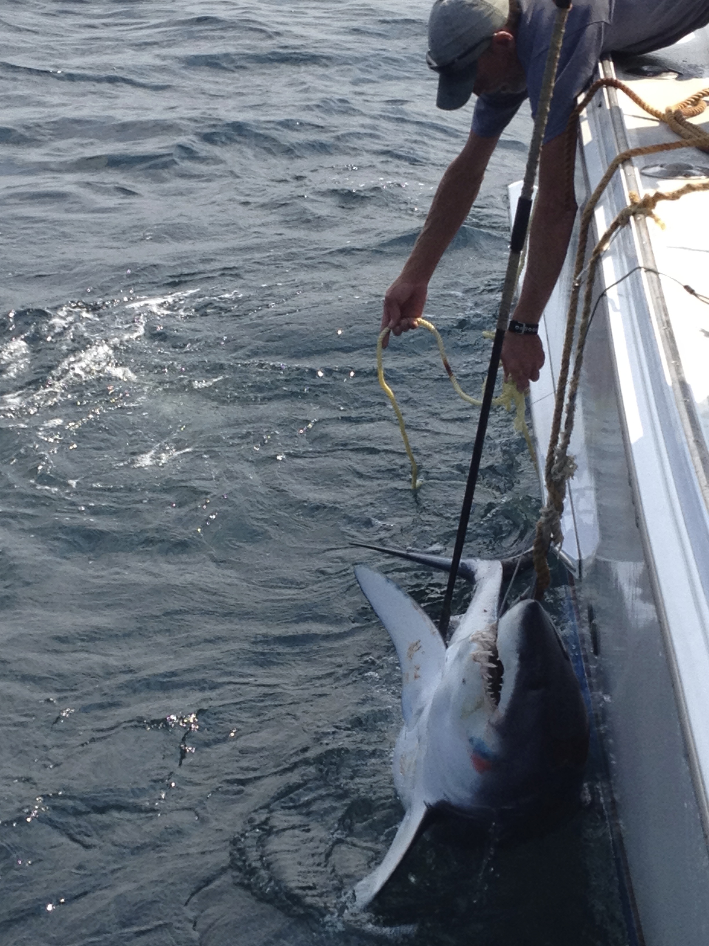 shark fishing montauk lady grace captain mario