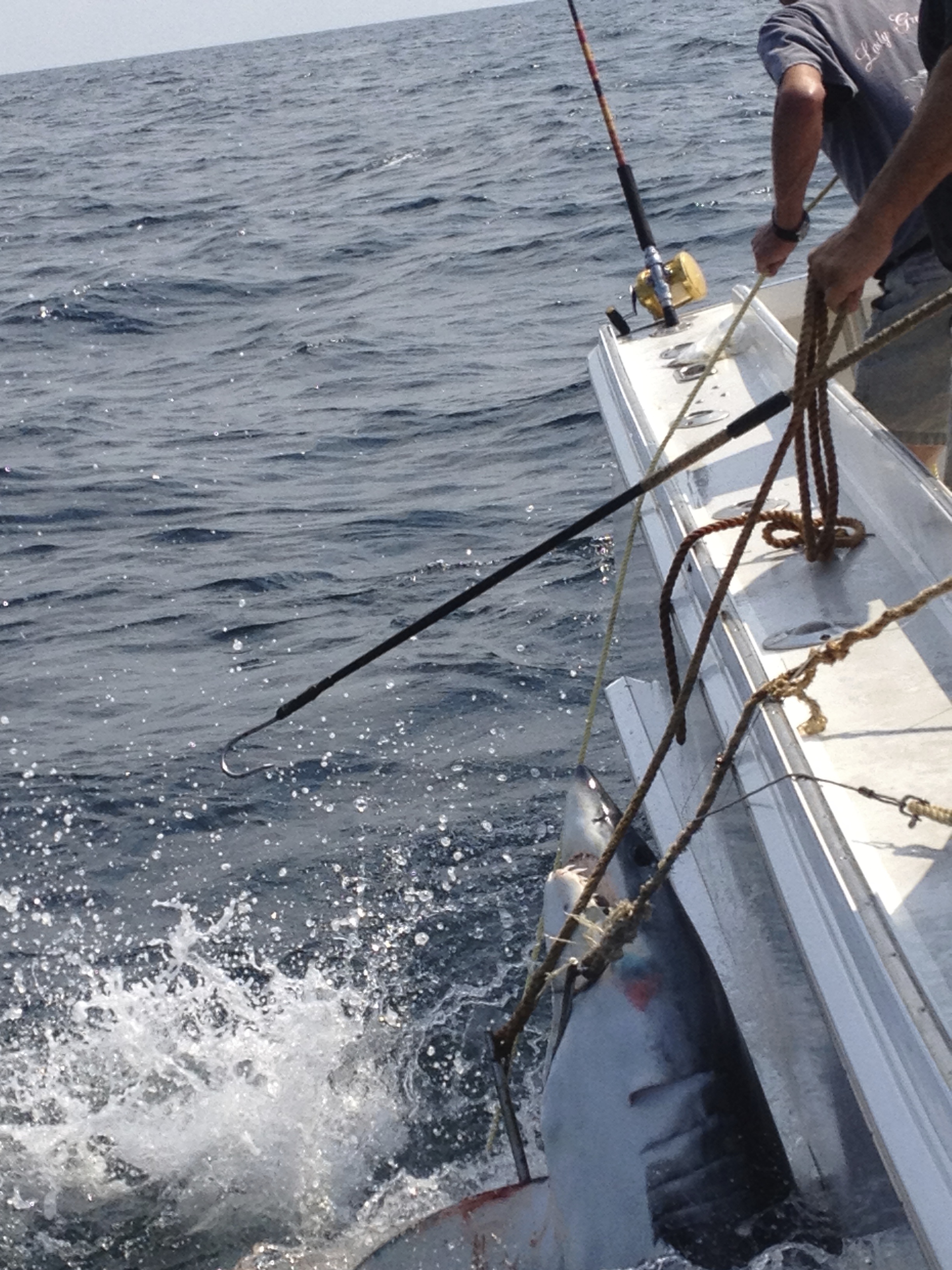 Shark Fishing in Montauk aboard the Lady Grace - Compass + Twine