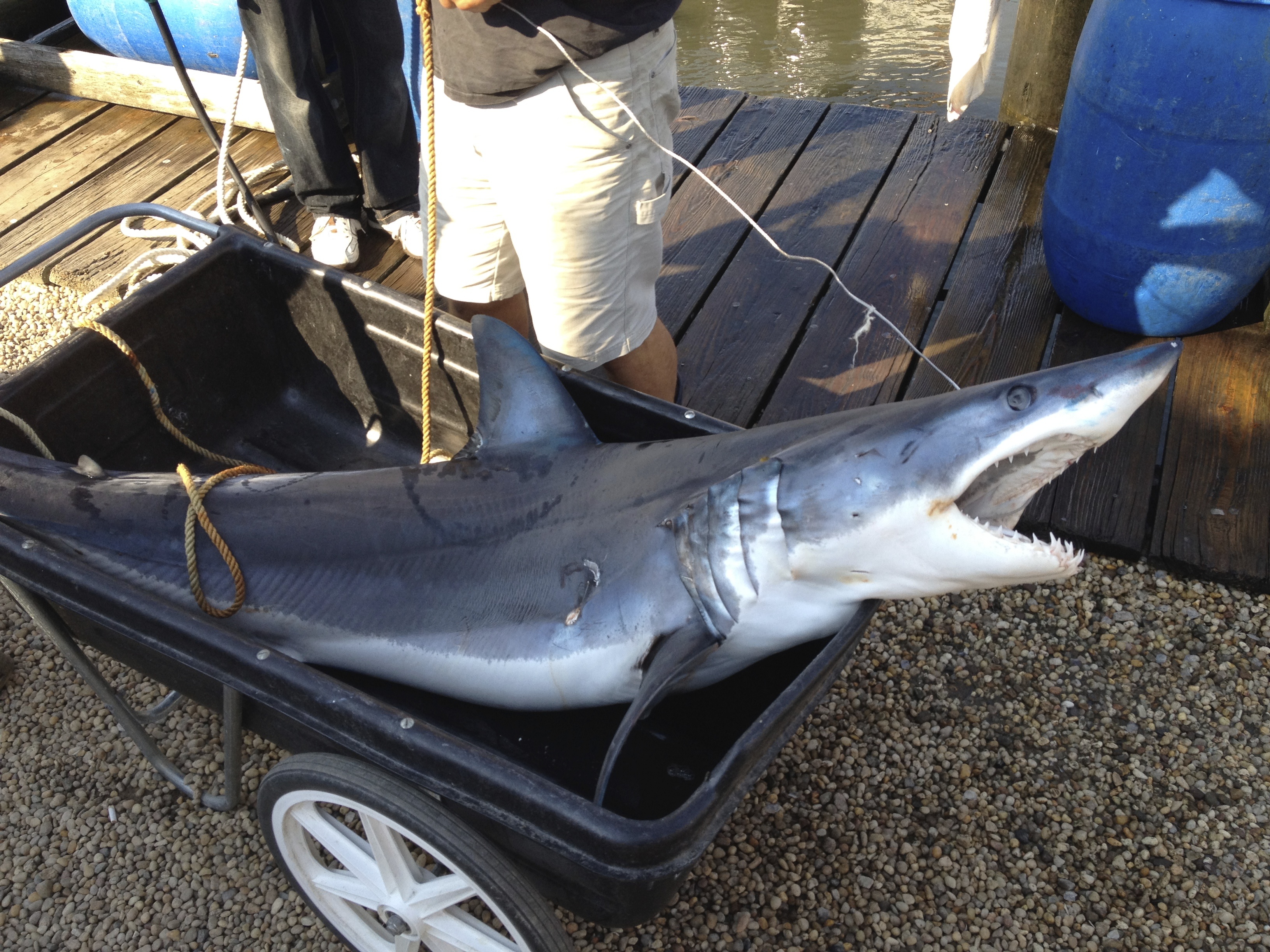 shark fishing montauk lady grace captain mario