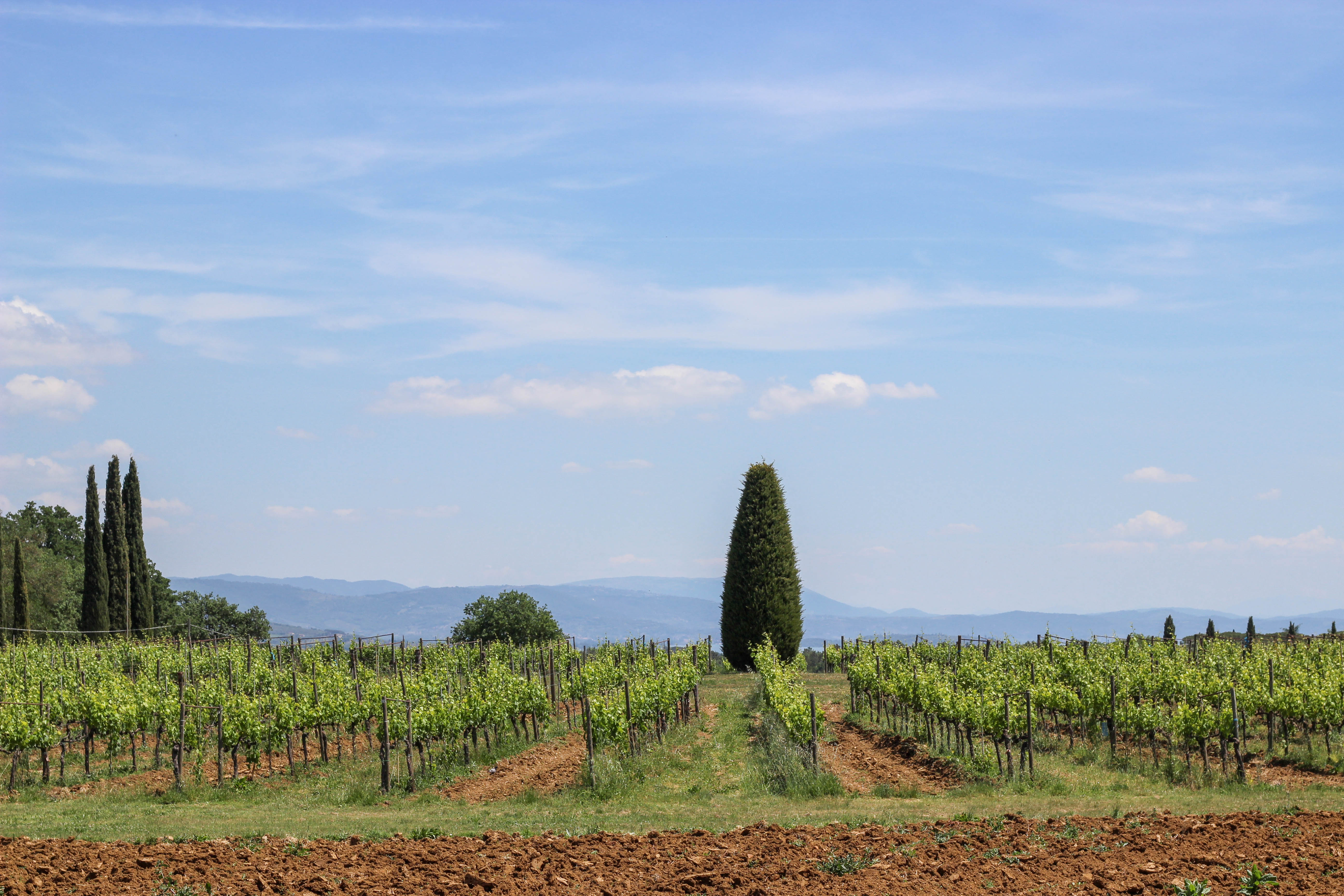 Avignonesi Tuscany Winery Italy