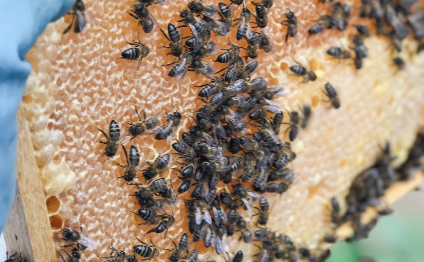 Bee Keeping Furnas Lake Villas The Azores