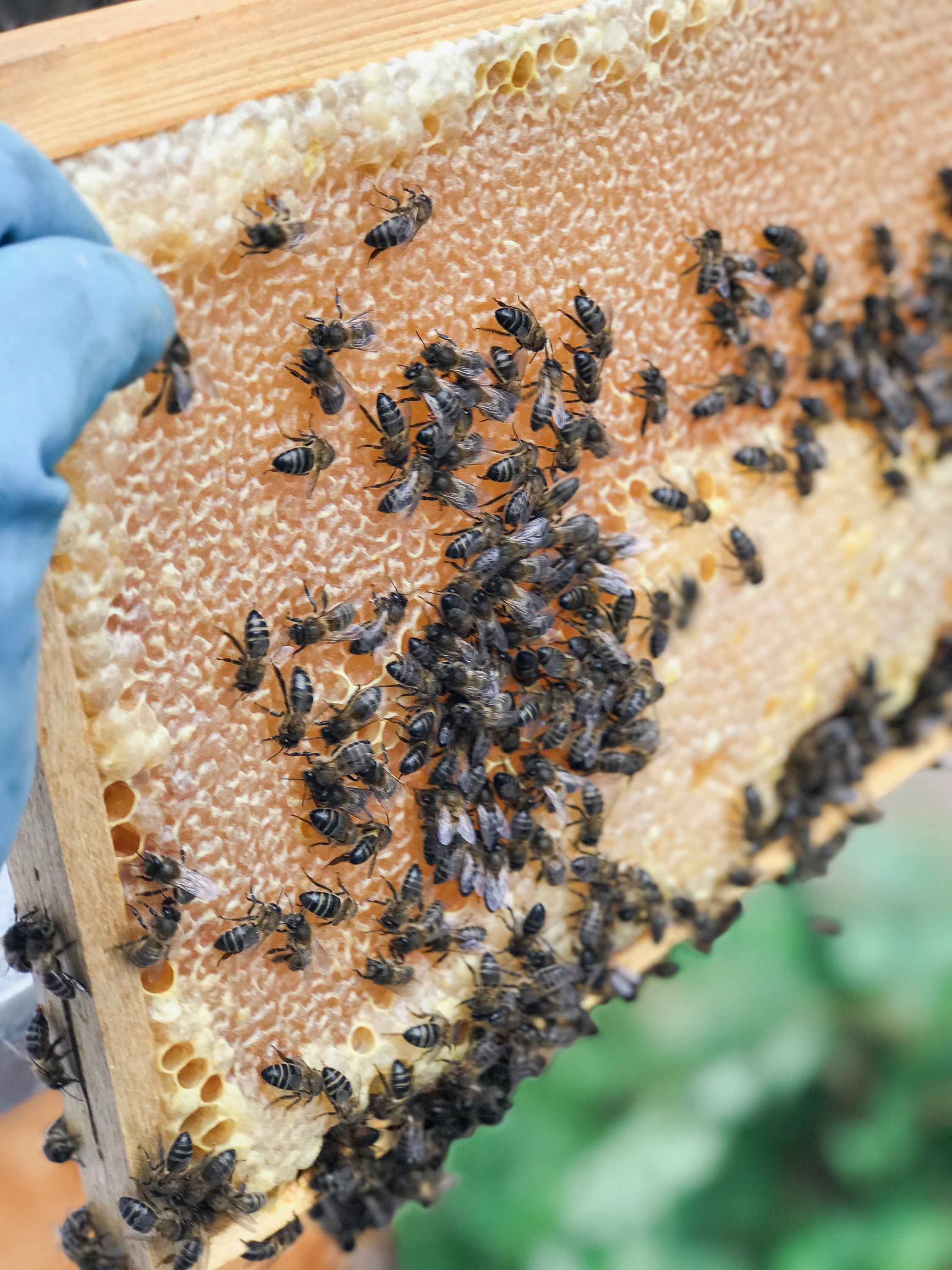 Bee Keeping Furnas Lake Villas The Azores