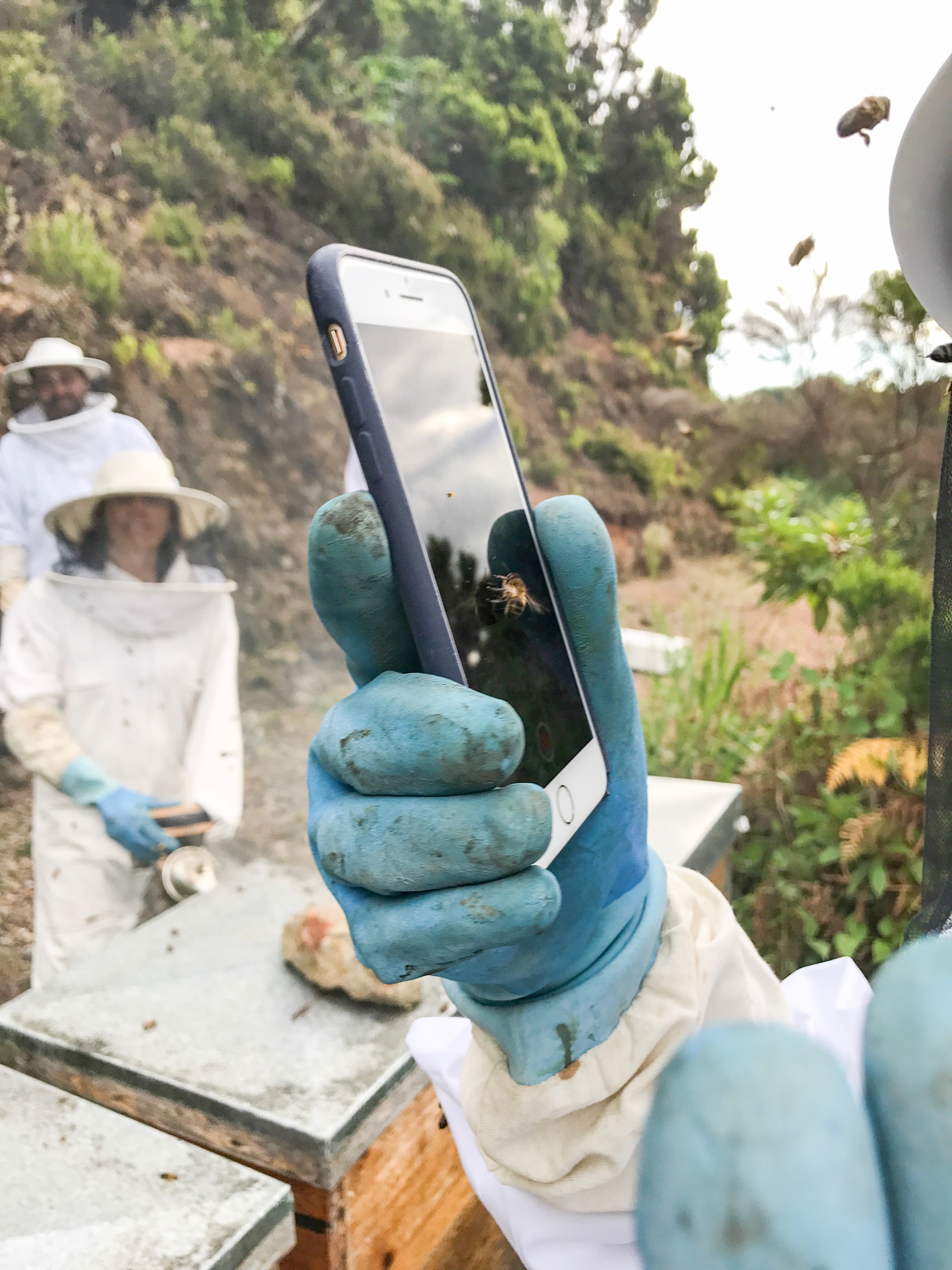 Bee Keeping Furnas Lake Villas The Azores.JPG