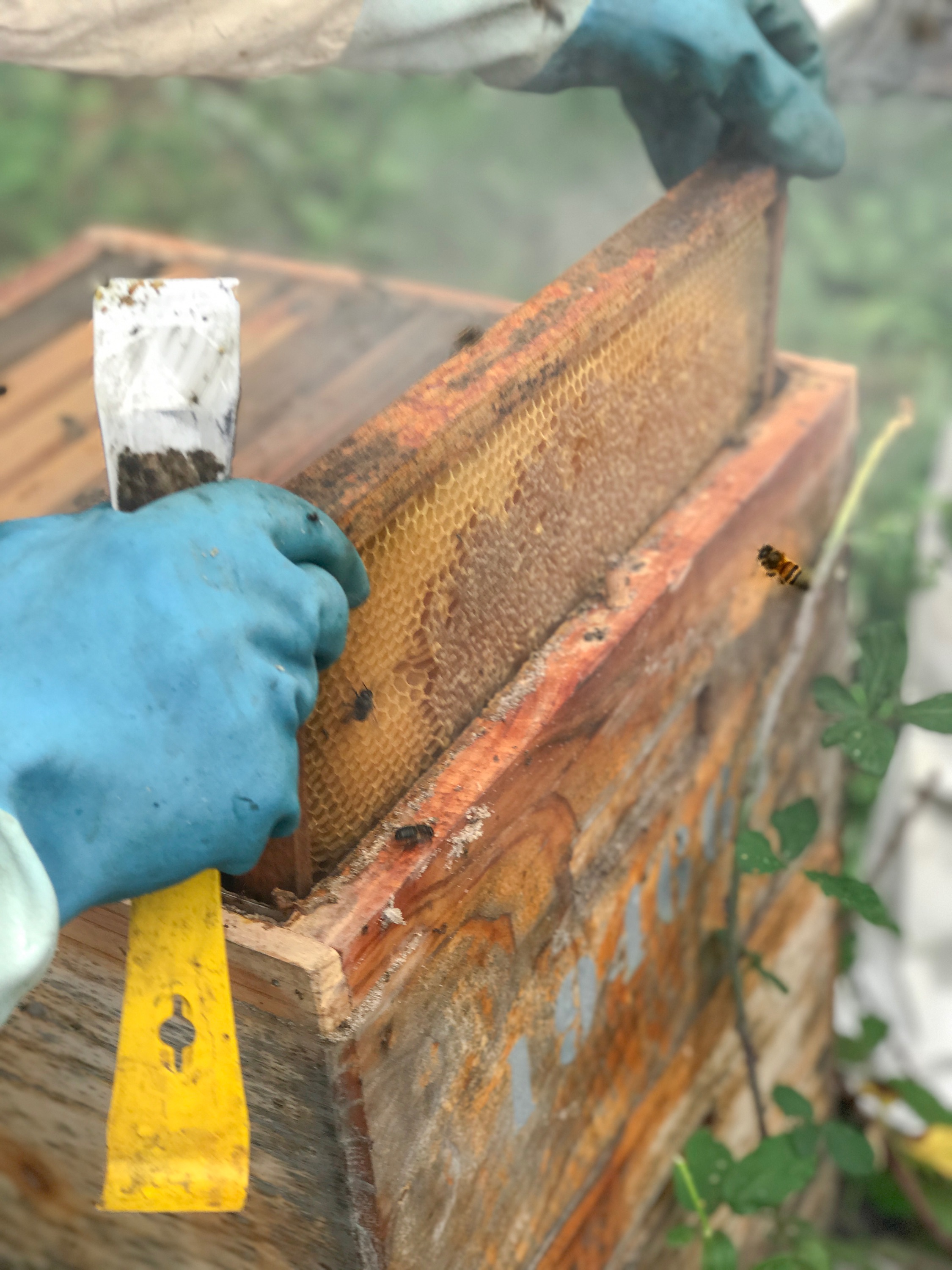 Bee Keeping Furnas Lake Villas The Azores